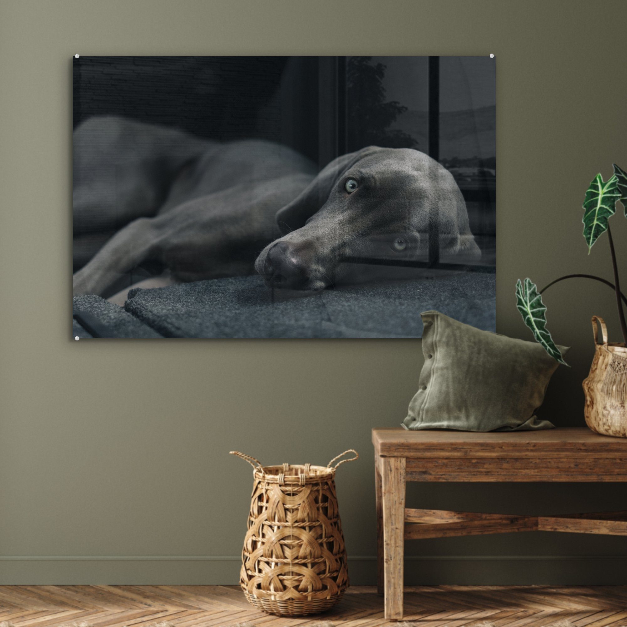 - Augen Wohnzimmer Hund MuchoWow & Acrylglasbild - St), Acrylglasbilder Schwarz, (1 Schlafzimmer
