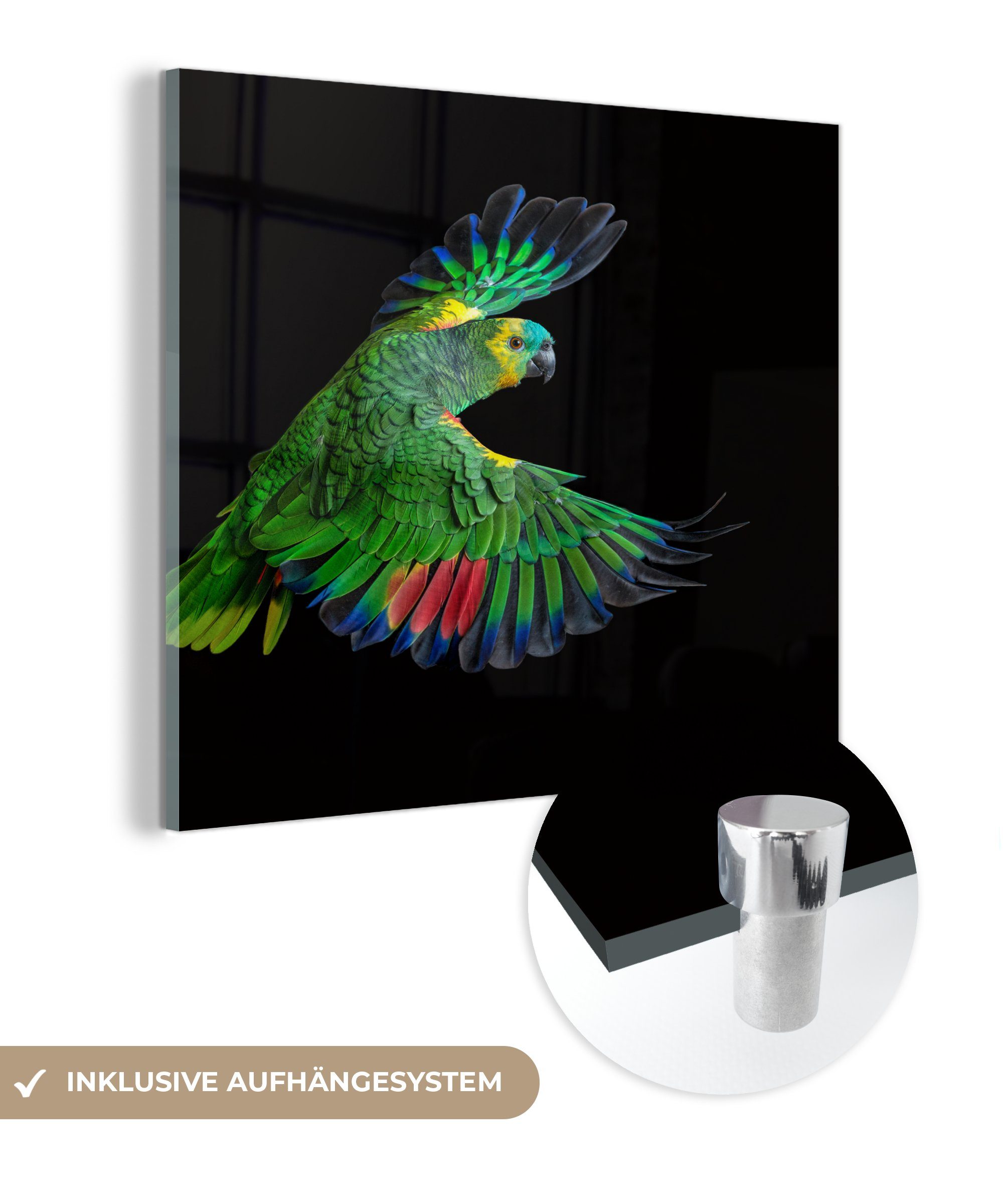 MuchoWow Acrylglasbild Nahaufnahme bunter Papagei, (1 St), Glasbilder - Bilder auf Glas Wandbild - Foto auf Glas - Wanddekoration