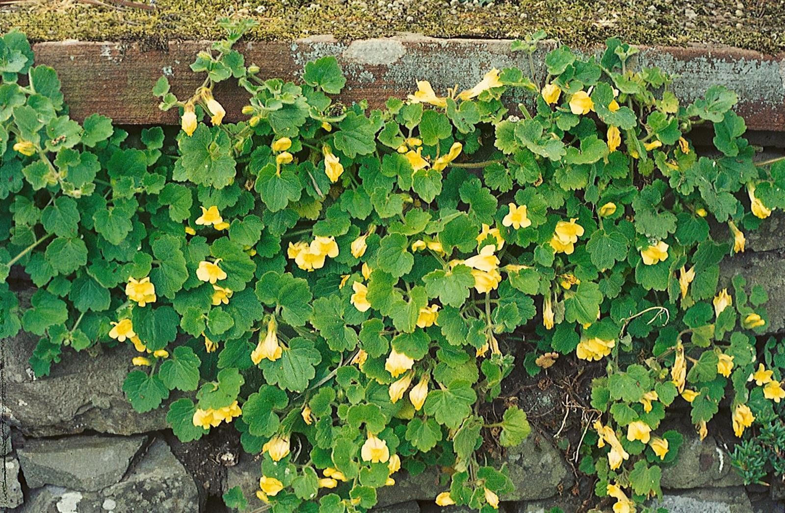 Pflanzen für Dich Staude Asarina procumbens, 1 St., Kriechende Löwenmaul, Kriechendes Löwenmaul