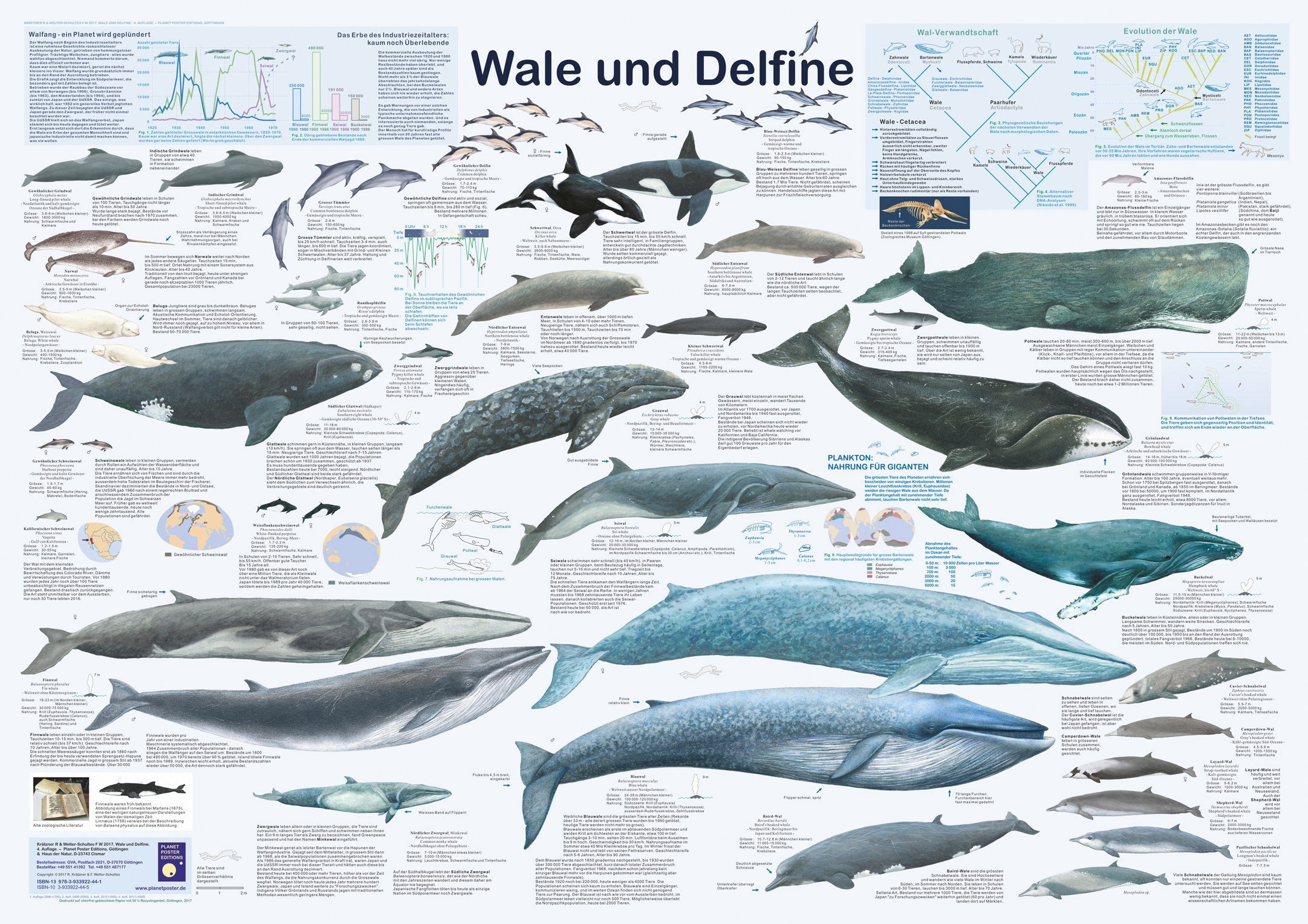 Close Up Poster Wale und Delfine günstig online kaufen