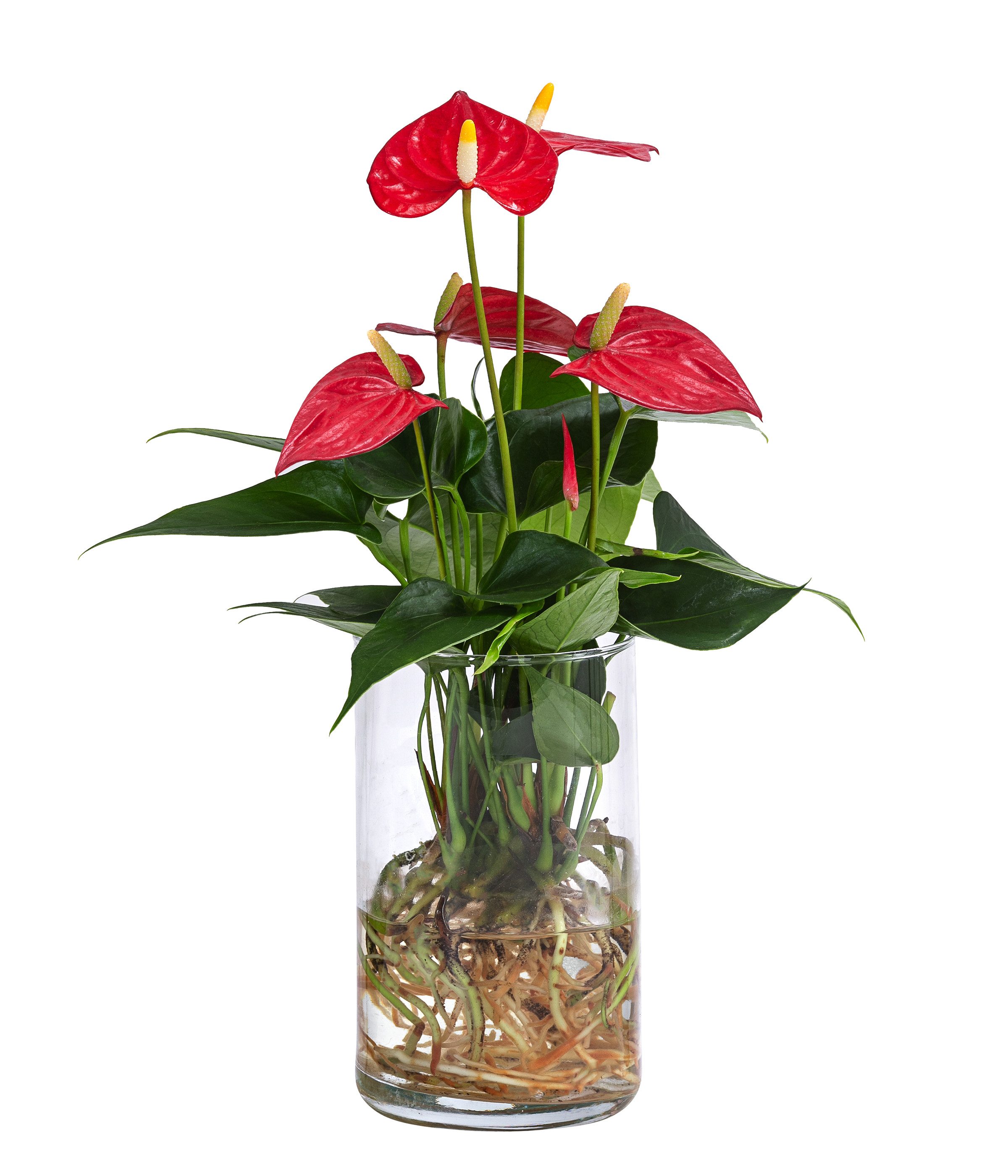 Dehner Zimmerpflanze Waterplant Flamingoblume, Anthurium Red Champion, Ø 9 cm x 25 cm, pflegeleichte Wasserpflanze im Glas