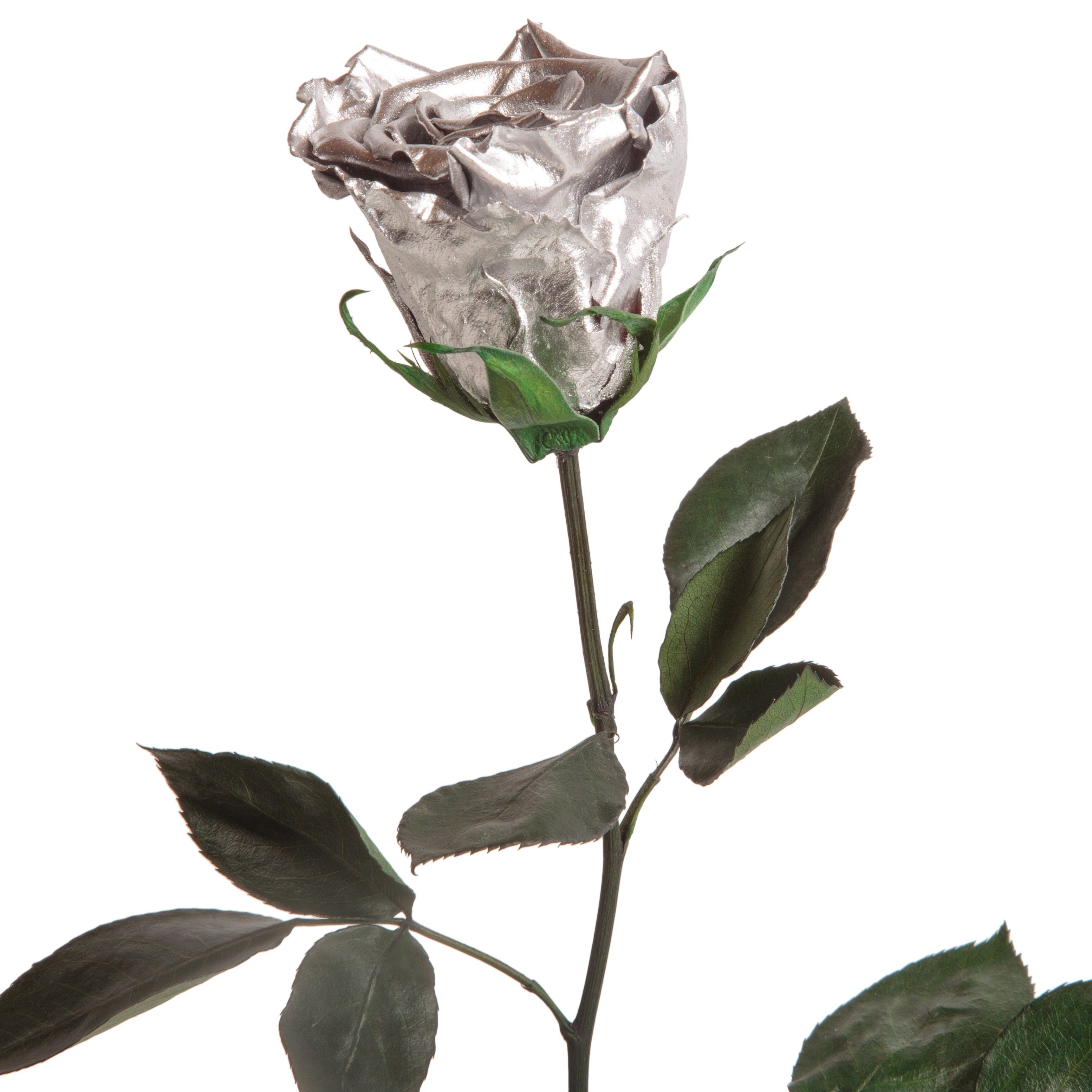Kunstblume Ewige Rose konserviert mit Stiel günstig online kaufen