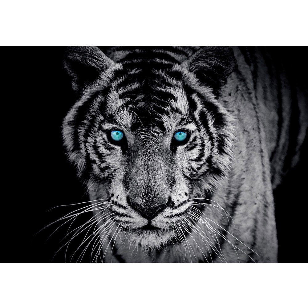 liwwing Fototapete Fototapete Tiger Gesicht Auge blau schwarz-weiß liwwing no. 426, Tiere