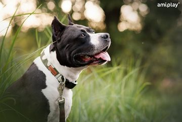amiplay Hunde-Halsband Adventure, Gewebe auf Polypropylen-Gurtband, Verstellbares Hundehalsband ADVENTURE