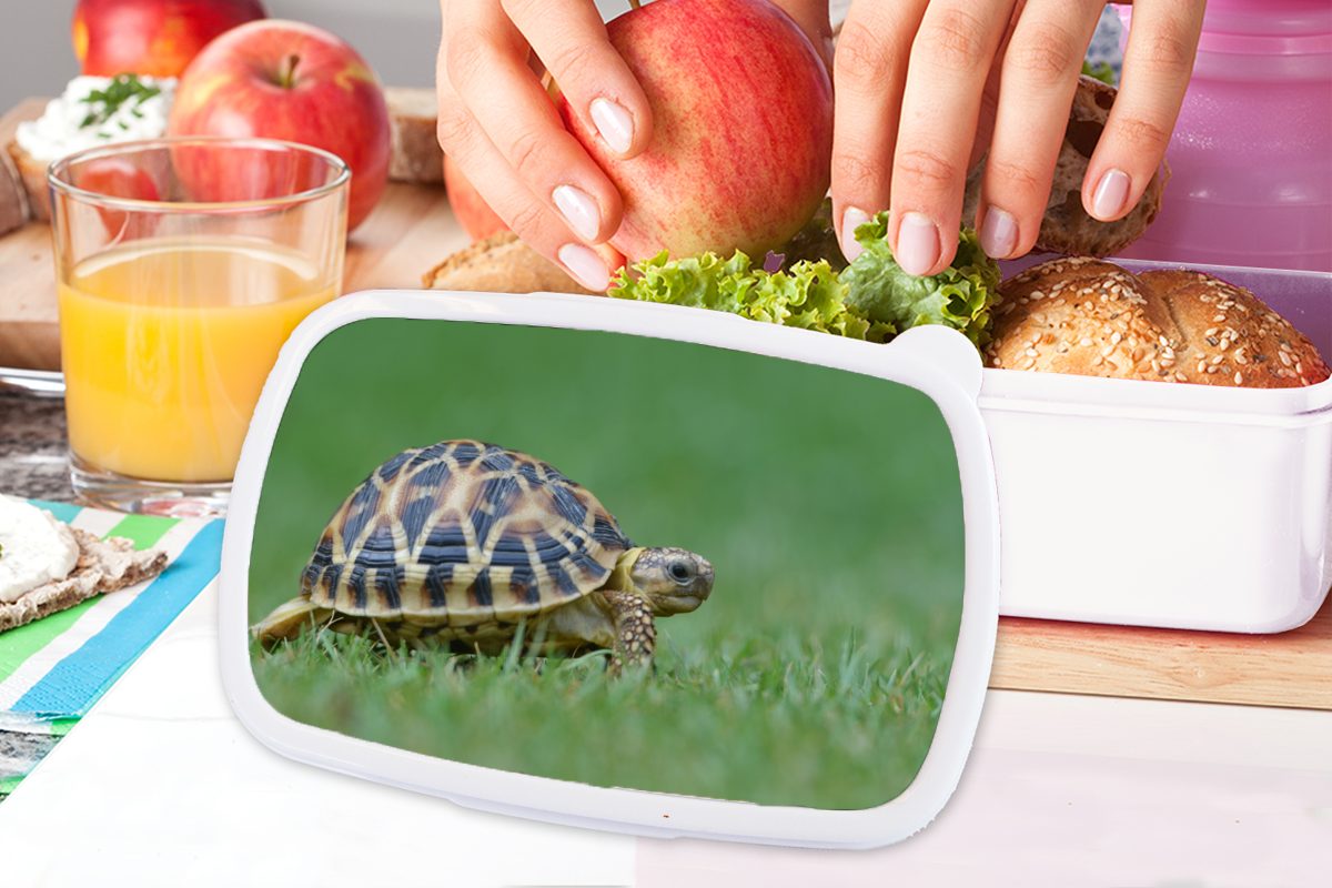 im Brotdose, Gras, weiß für für und Mädchen Lunchbox (2-tlg), und Jungs Kunststoff, Schildkröte Erwachsene, Brotbox MuchoWow Kinder
