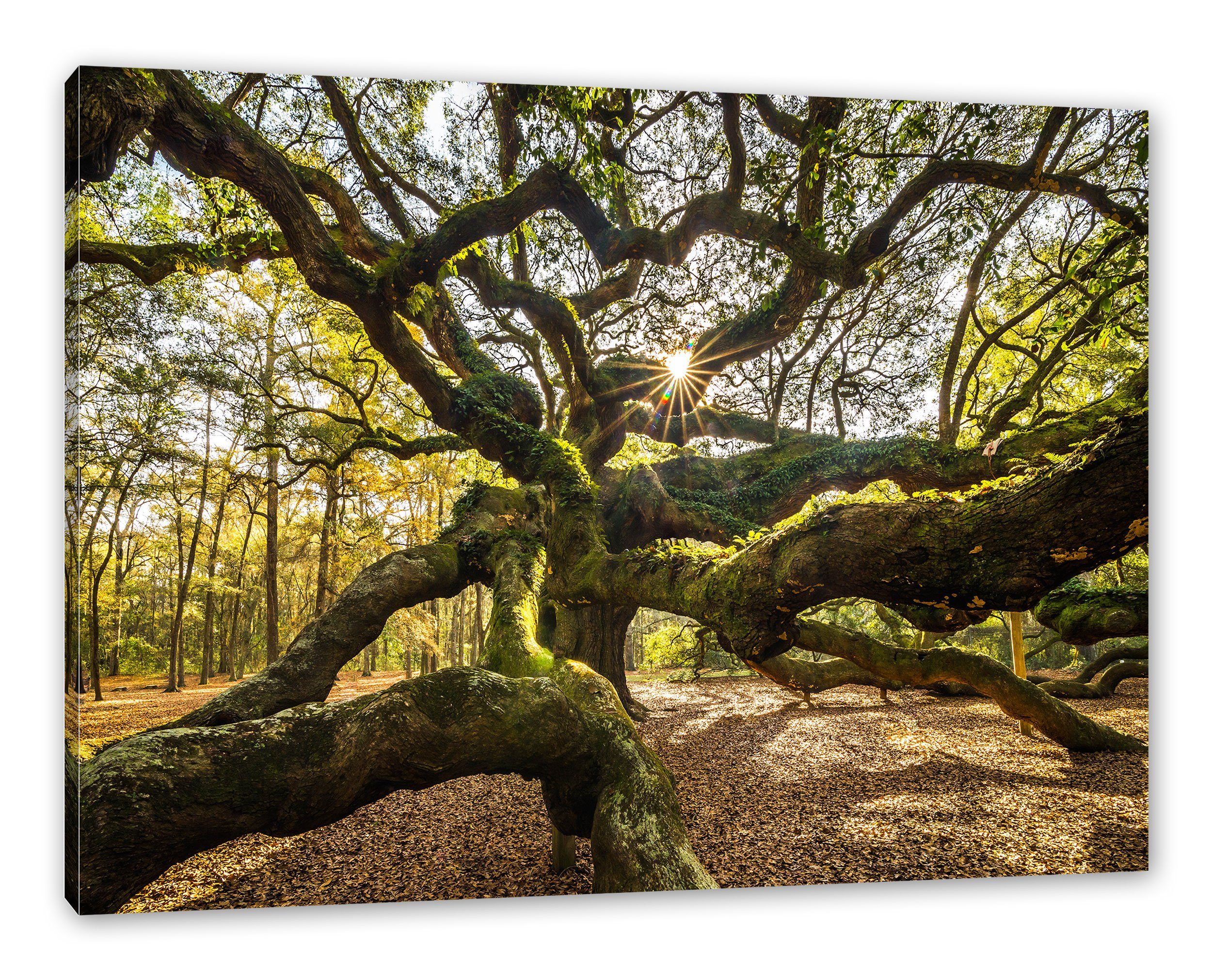 Pixxprint Leinwandbild gigantisch verzweigter Baum Zackenaufhänger fertig Leinwandbild Baum, inkl. (1 St), bespannt, gigantisch verzweigter