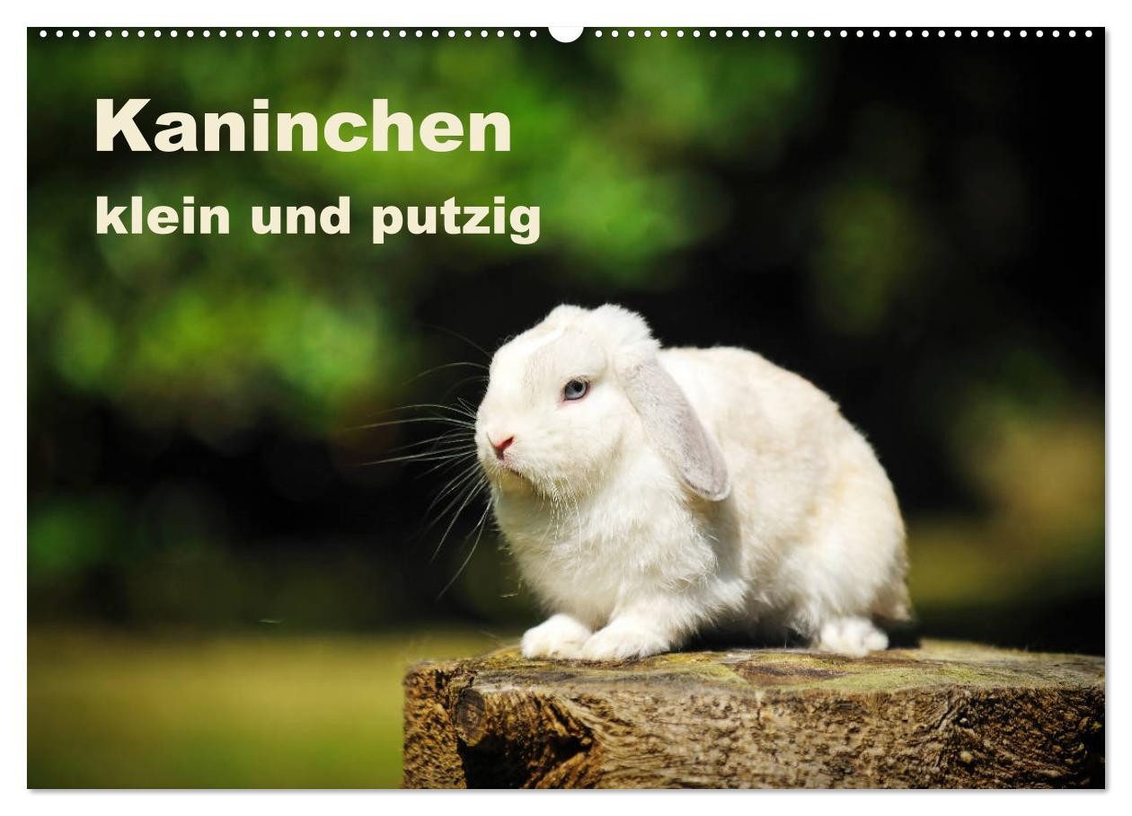 CALVENDO Wandkalender Kaninchen klein und putzig (Wandkalender 2027 DIN A2 quer), CALVENDO M