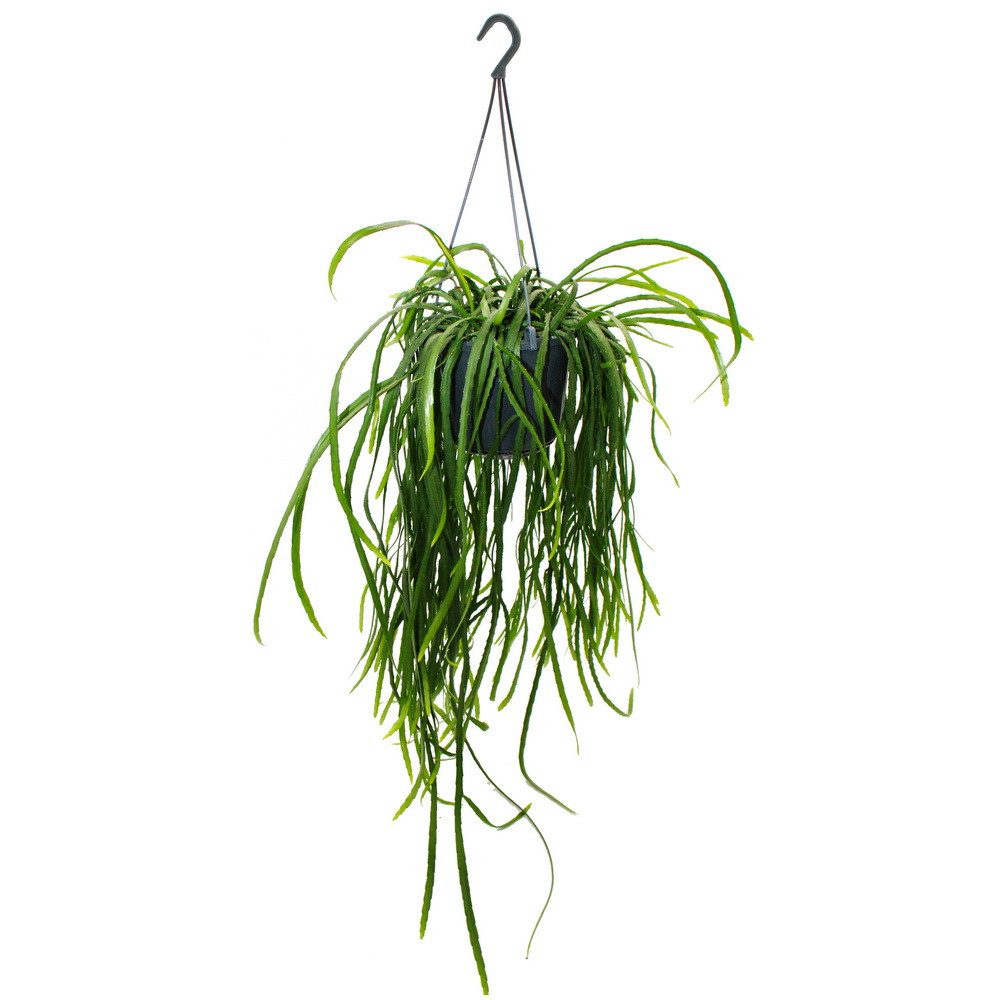 Exotenherz Kaktus Hängender Kaktus Lepismium bolivianum Pfeiffera 15cm Ampe günstig online kaufen