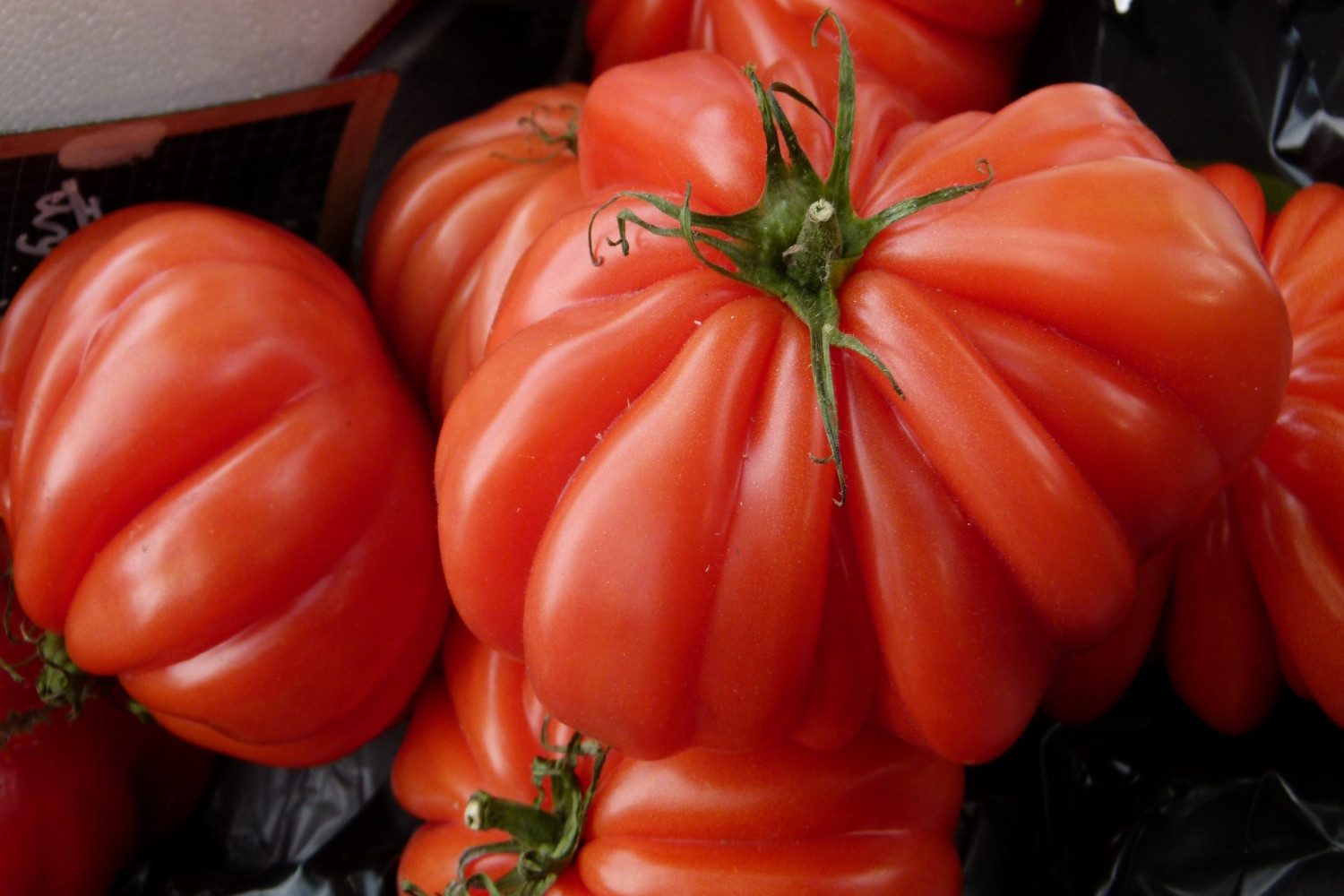 SAFLAX Gemüsesamen SAFLAX - Anzuchtset - Tomate - Costoluto Genovese