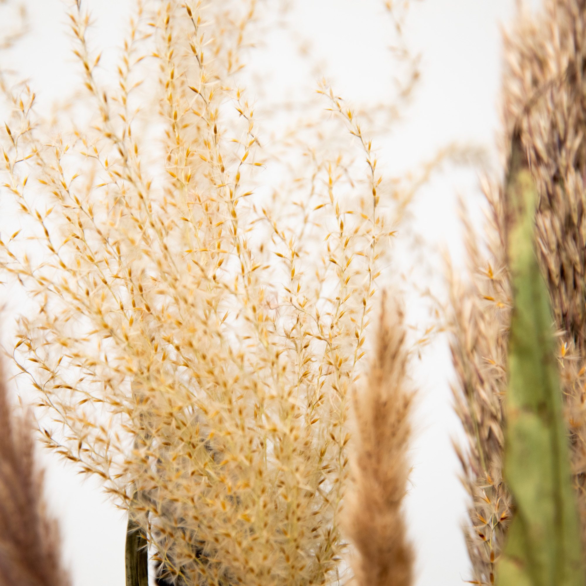 Trockenblume Pampasgras Strauß, getrocknet, ca. 75cm lang, Trockenblumenstrauß Pampasgras, coco+cozy, Höhe 75 cm