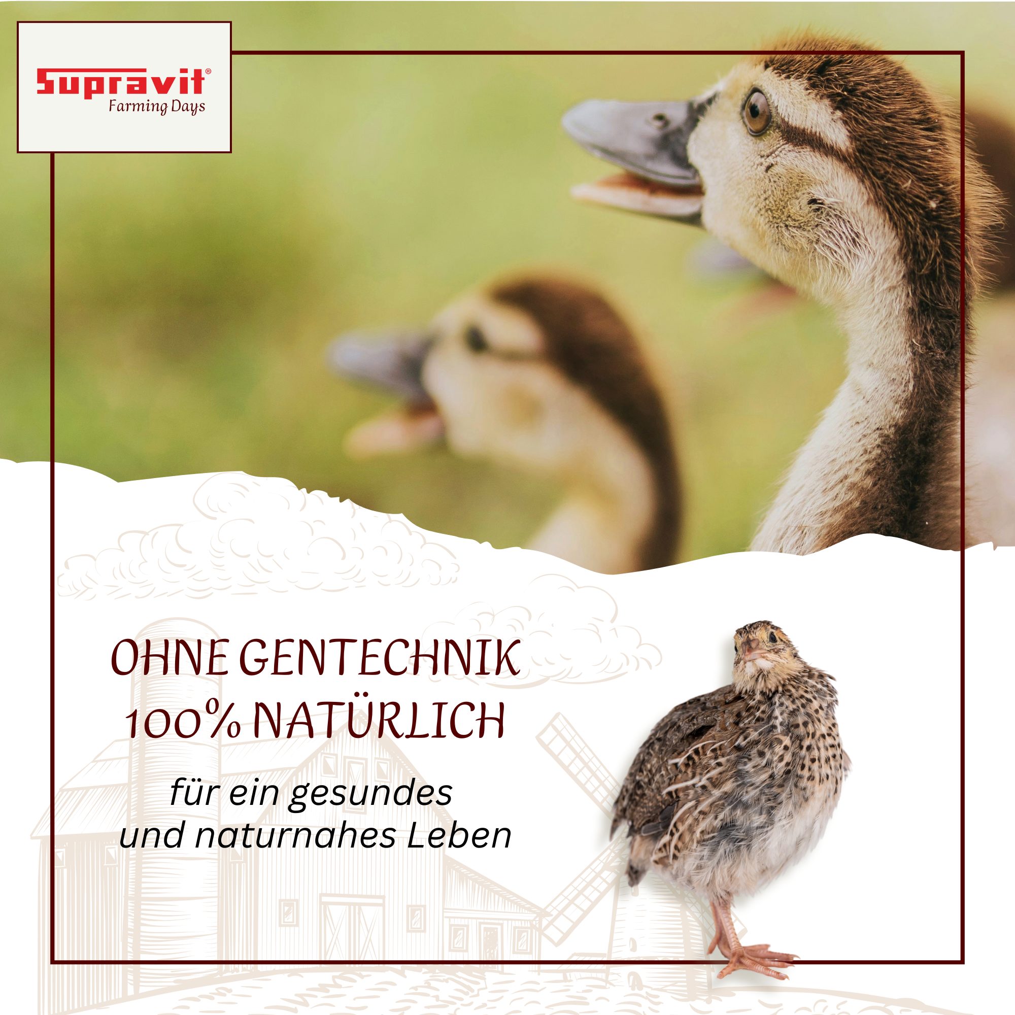 Supravit Geflügelkörnerfutter - Körnermischung OHNE GENTECHNIK, Hauptfutter für: Nutz-/ Wildtier