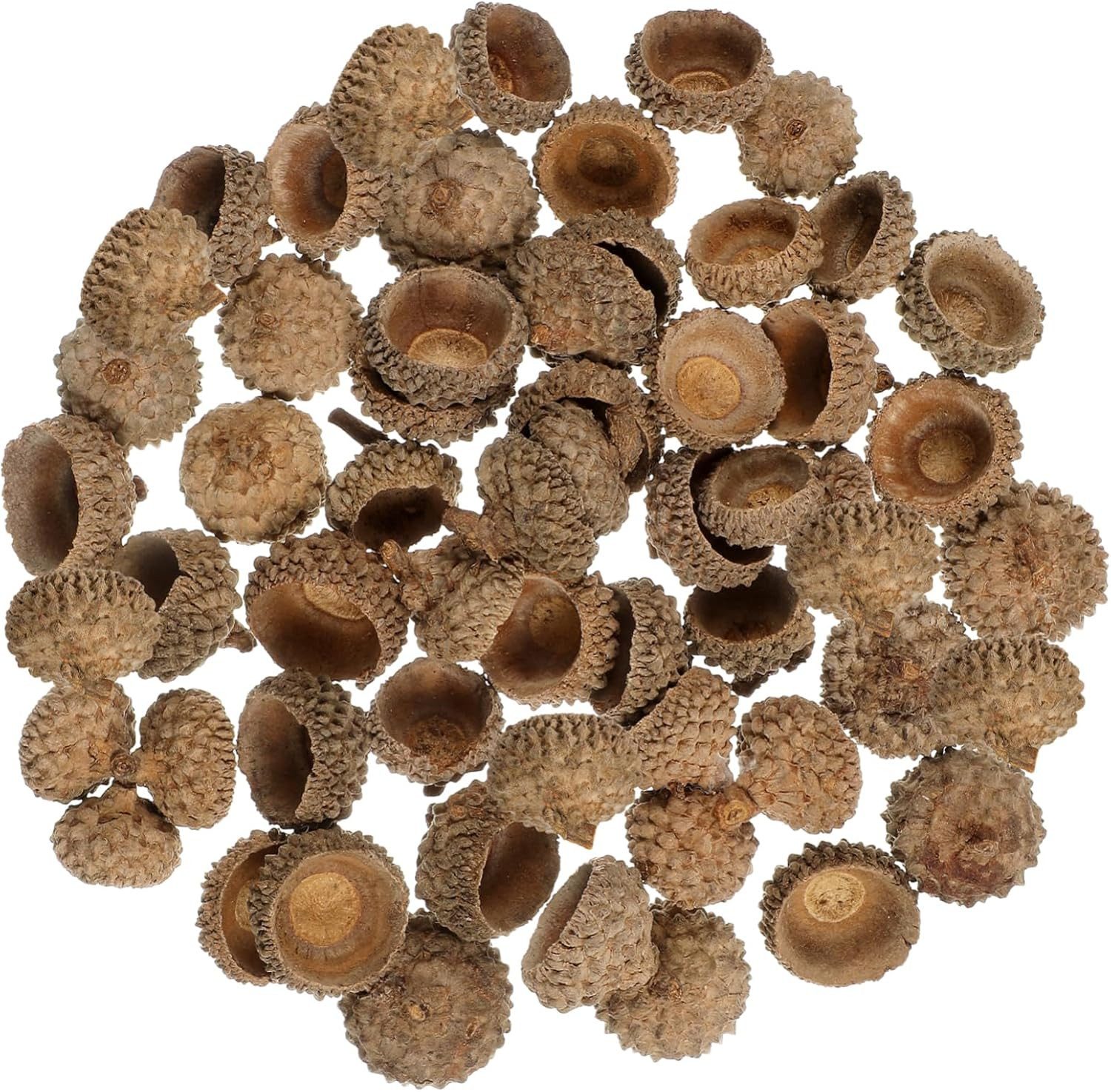 meytrade Bastelnaturmaterial 50 Natürliche Eichelschalen Eichelhütchen zum Basteln & Dekorieren, (50-tlg), für Herbstdeko, Tischdekoration, Streudeko
