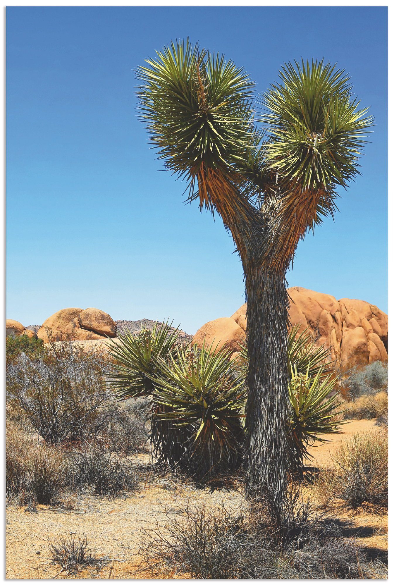 Artland Wandbild Joshua Tree in der Mojave Wüste II, Wüste (1 St), als Alubild, Leinwandbild, Wandaufkleber oder Poster in versch. Größen
