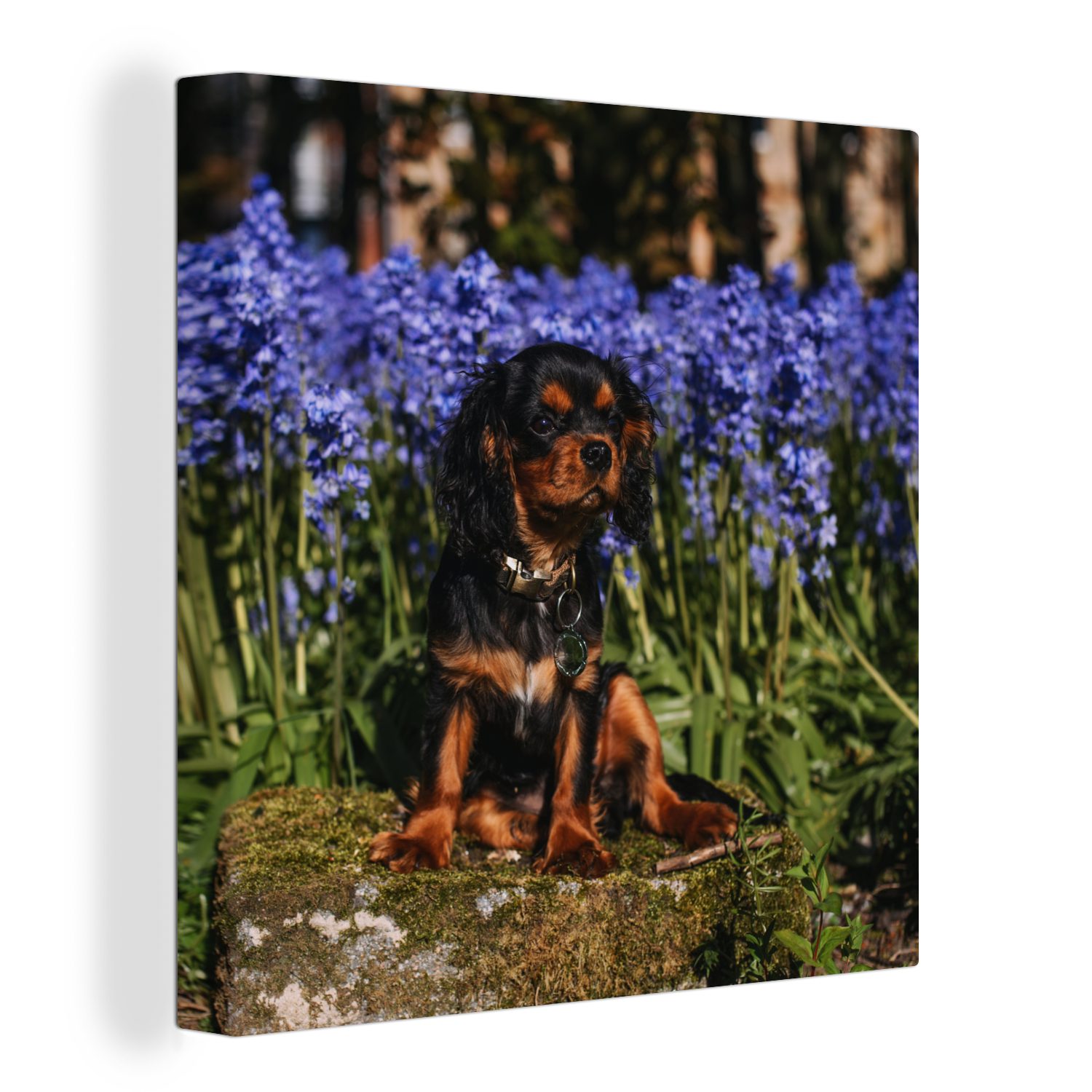 OneMillionCanvasses® Leinwandbild Ein Cavalier King Charles Spaniel zwischen den blauen Blumen, (1 St), Leinwand Bilder für Wohnzimmer Schlafzimmer