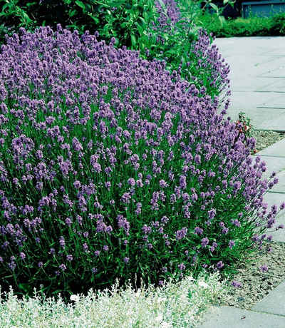BCM Beetpflanze »Lavendel Mix« Set, Lavendel Mix: 6 Pflanzen