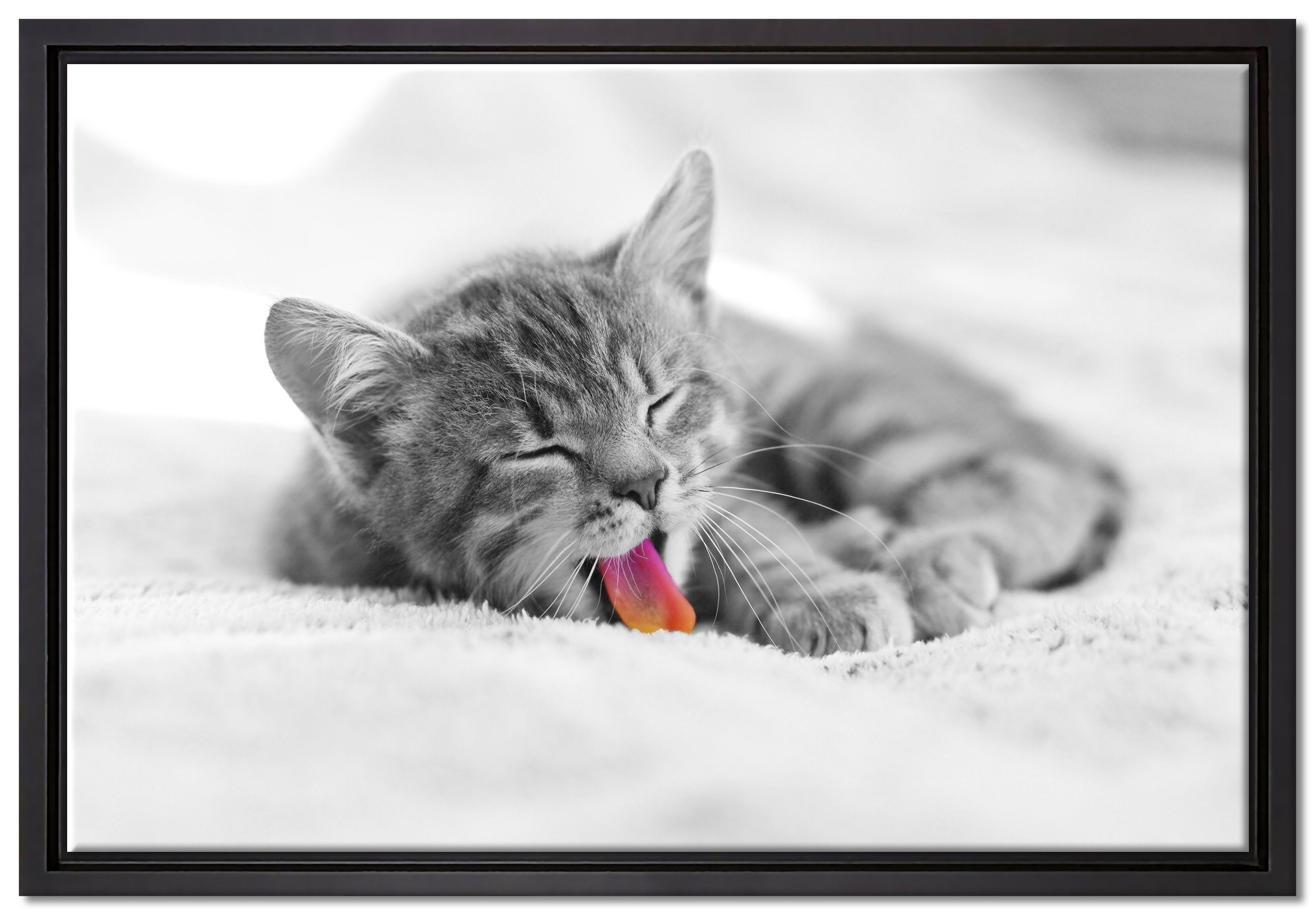 Pixxprint Leinwandbild kleines gähnendes Kätzchen, Wanddekoration (1 St), Leinwandbild fertig bespannt, in einem Schattenfugen-Bilderrahmen gefasst, inkl. Zackenaufhänger