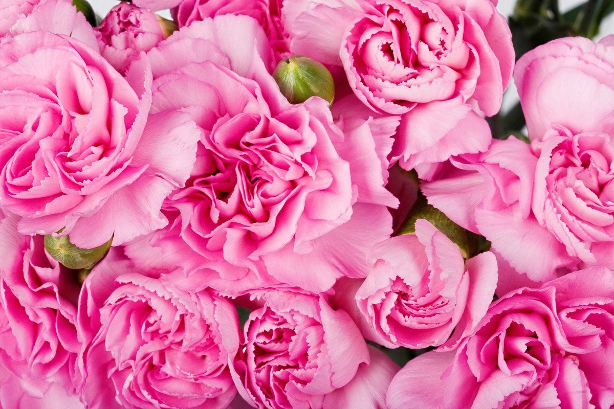 Papermoon Fototapete Rosen rosa