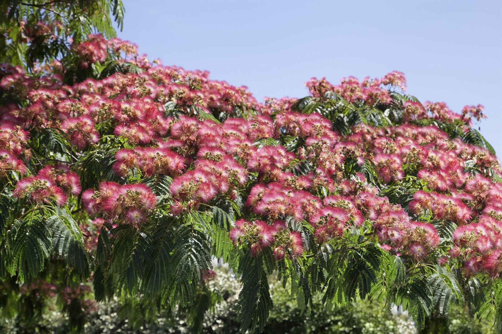 Pflanzen für Dich Gehölze Albizia julibrissin Ombrella, 1 St., Seidenbaum, Schlafbaum, Seidenakazie