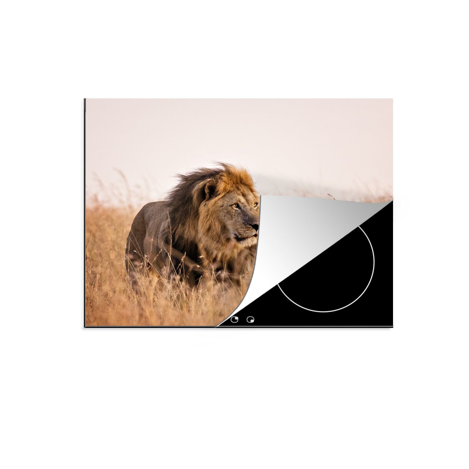 MuchoWow Herdblende-/Abdeckplatte Löwe beobachtet das Sonnenlicht in Kenia, Vinyl, (1 tlg), 59x52 cm, Ceranfeldabdeckung für die küche, Induktionsmatte