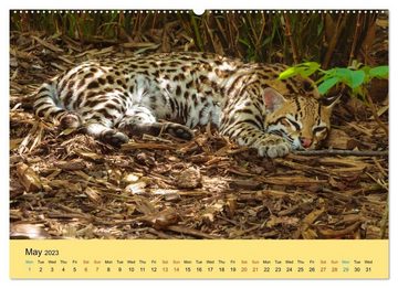 CALVENDO Wandkalender Just Small Cats (Premium-Calendar 2023 DIN A2 Landscape)