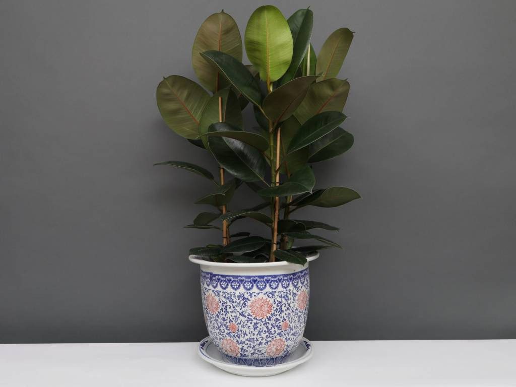 Yajutang Topfpflanze