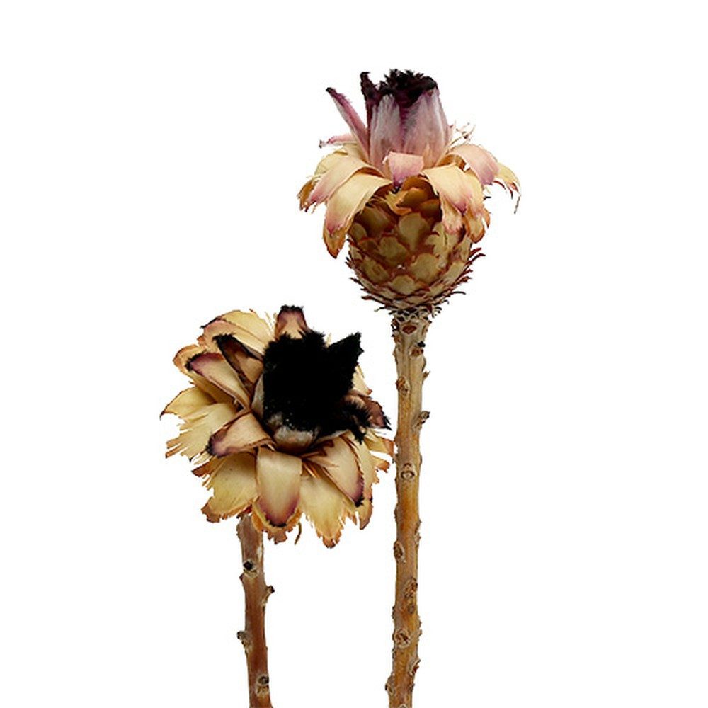 Trockenblume Nerifolia Bud 25 St – Deko Trockenblume für Trauerfloristik, 25 Stück, Florists Products, Höhe 38 cm