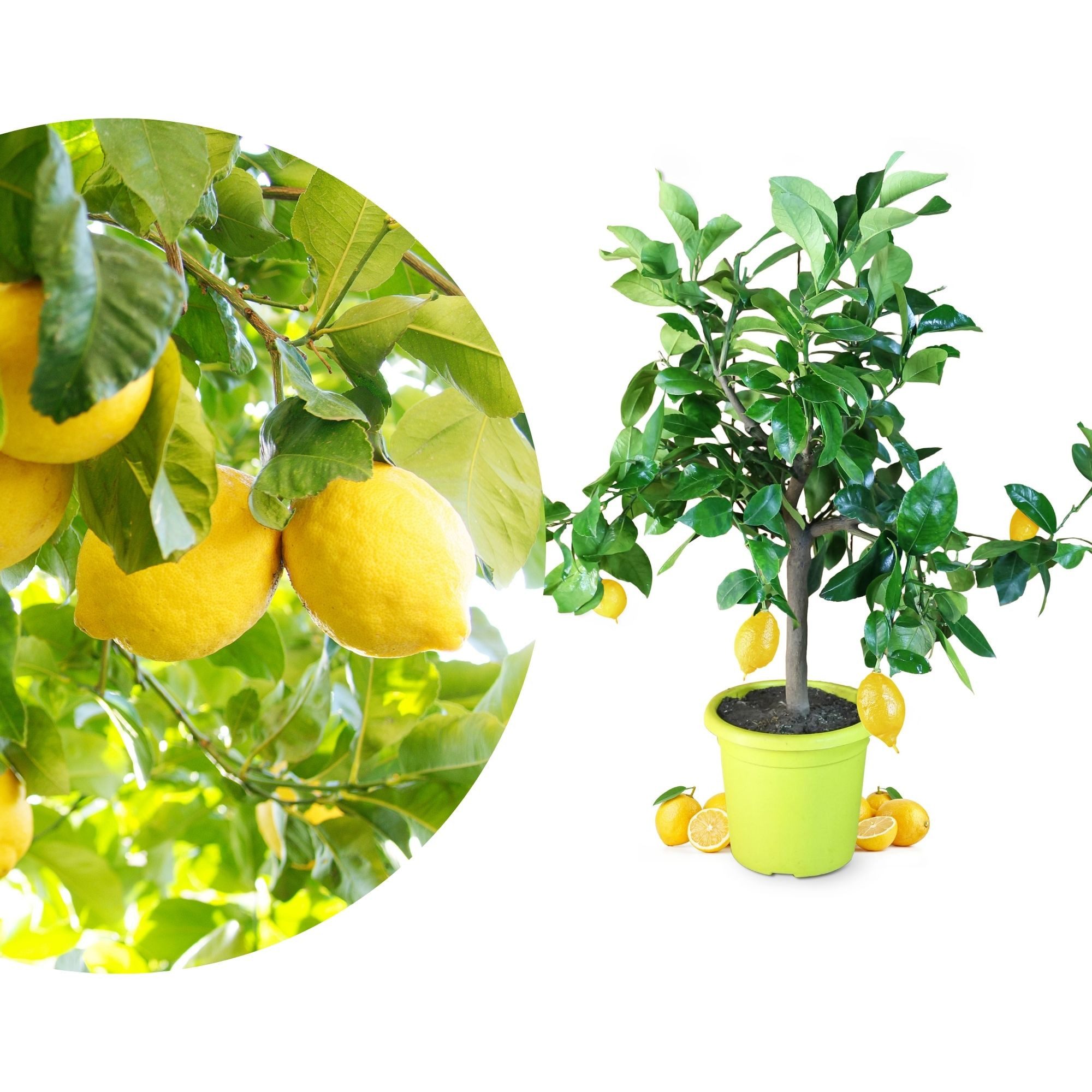 Meine Orangerie Zitronenbaum Citrus Limon, echte Zitrone, professionell veredelter und fruchtreifer Zitrusbaum