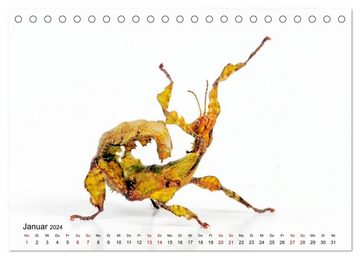 CALVENDO Wandkalender WIRBELLOS (Tischkalender 2024 DIN A5 quer), CALVENDO Monatskalender
