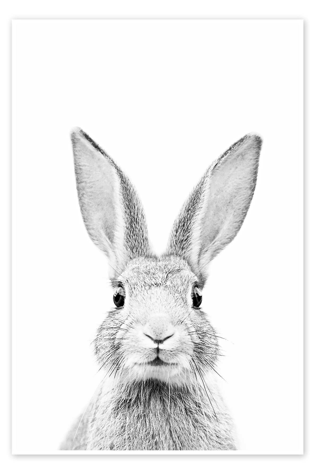 Posterlounge Wandbild Neugieriges Kaninchen, Sisi And Seb, erhältlich als Poster, Leinwandbild, Wandsticker oder Acrylglasbild