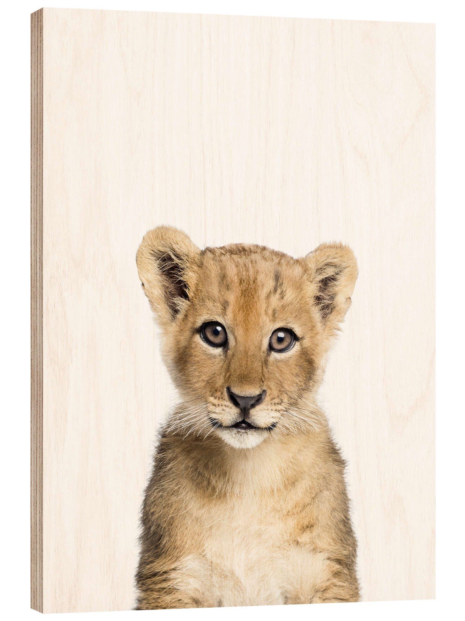 Posterlounge Wandbild Babylöwe, Sisi And Seb, erhältlich als Poster, Leinwandbild, Wandsticker oder Acrylglasbild