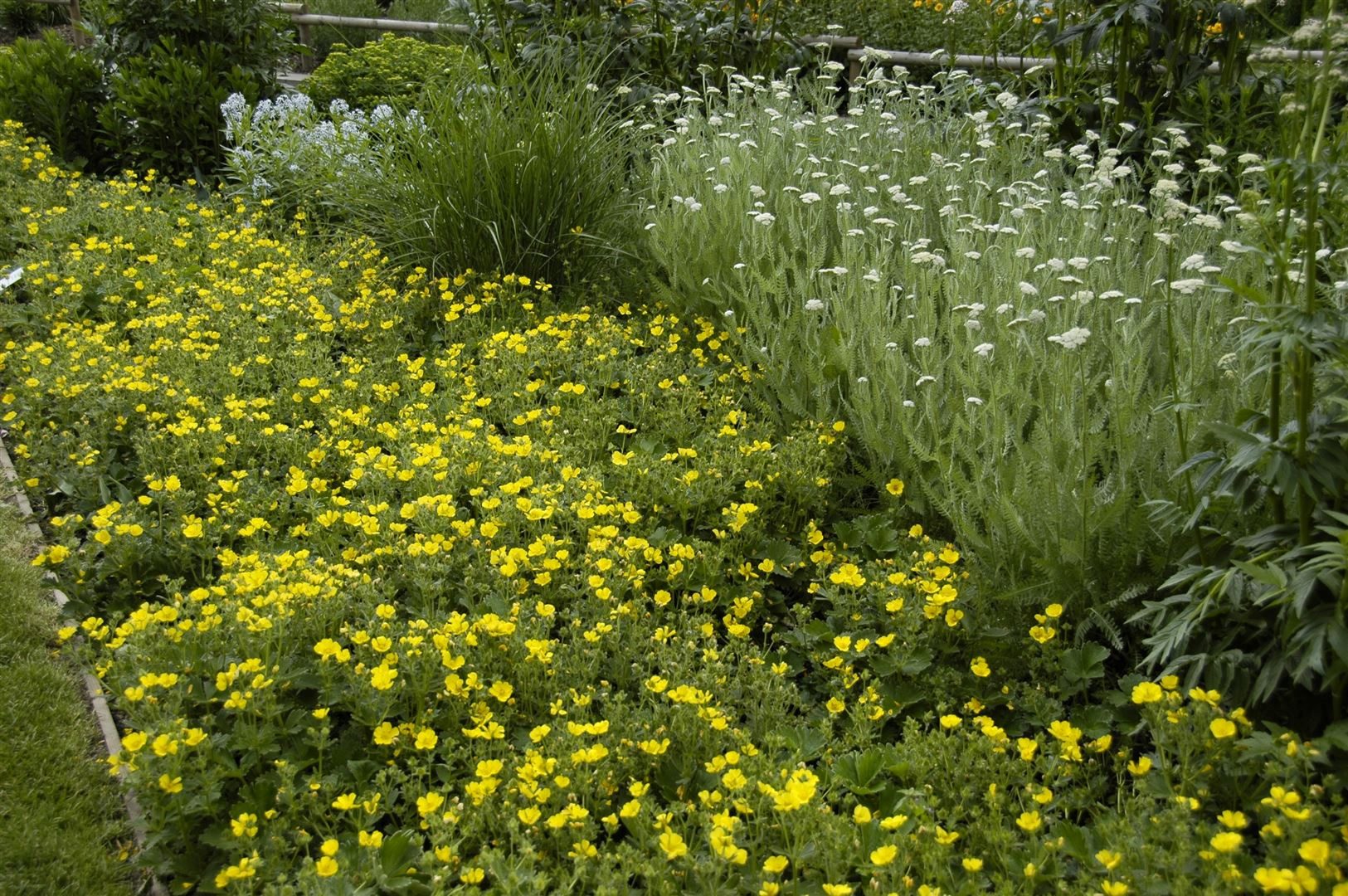 Pflanzen für Dich Bodendecker Potentilla megalantha, 1 St., Großblütiges Fingerkraut, gelbblühend, bodendecker