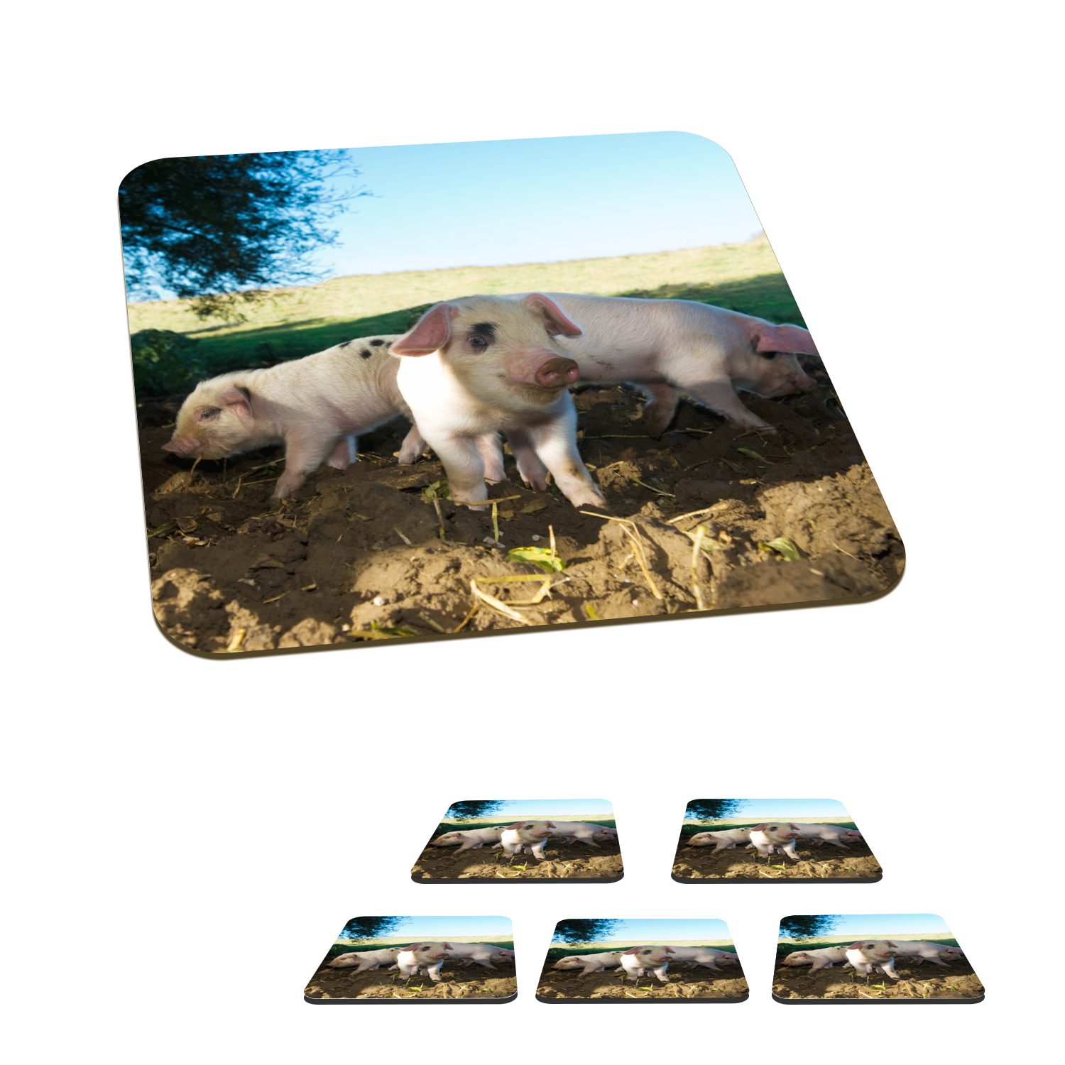MuchoWow Glasuntersetzer Schweine - Tiere - Landschaft, Zubehör für Gläser, 6-tlg., Glasuntersetzer, Tischuntersetzer, Korkuntersetzer, Untersetzer, Tasse