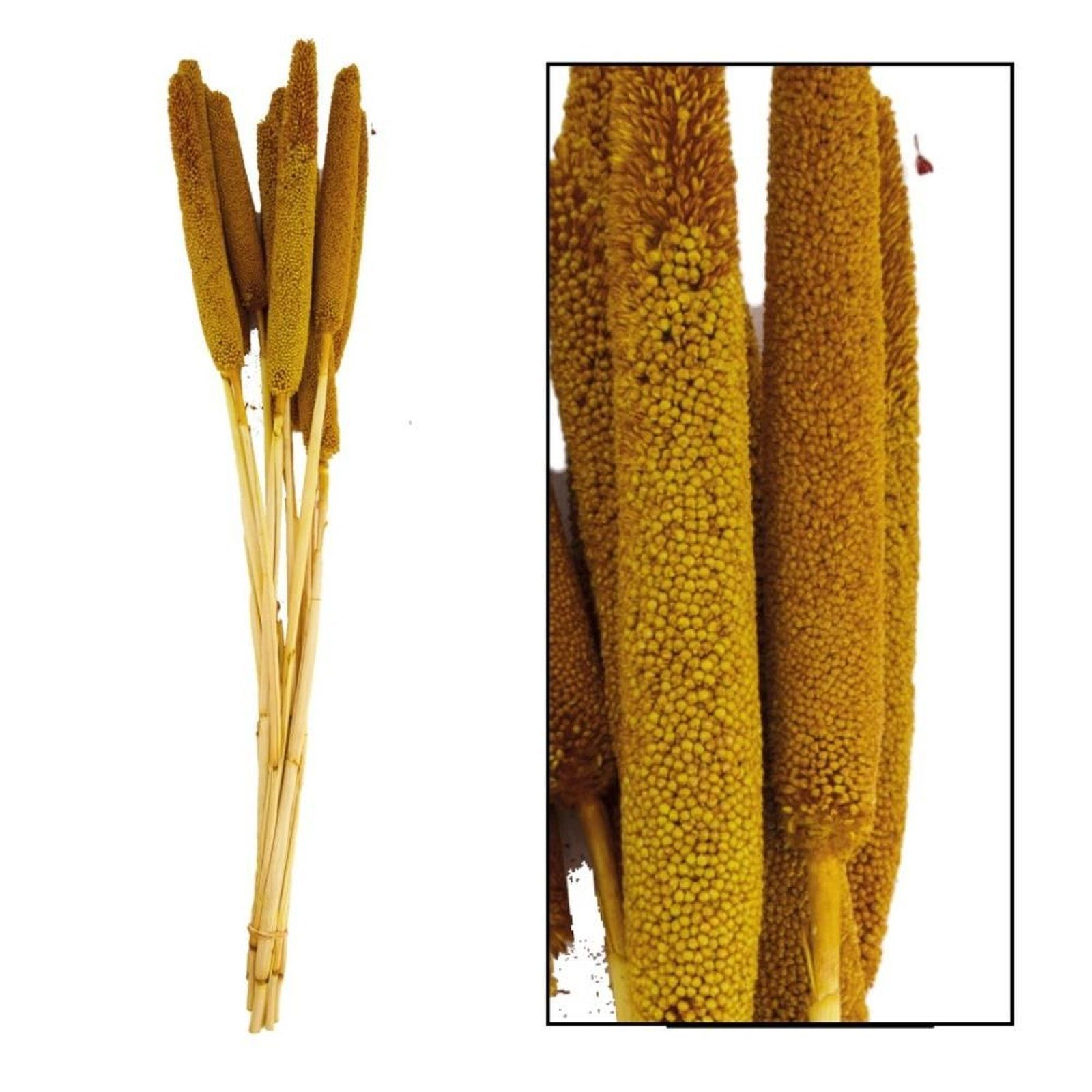 Trockenblume Perlhirse gelb - Glaucum cm DIJK - - Stück, Pennisetum 70x15x5 - 10 Babala