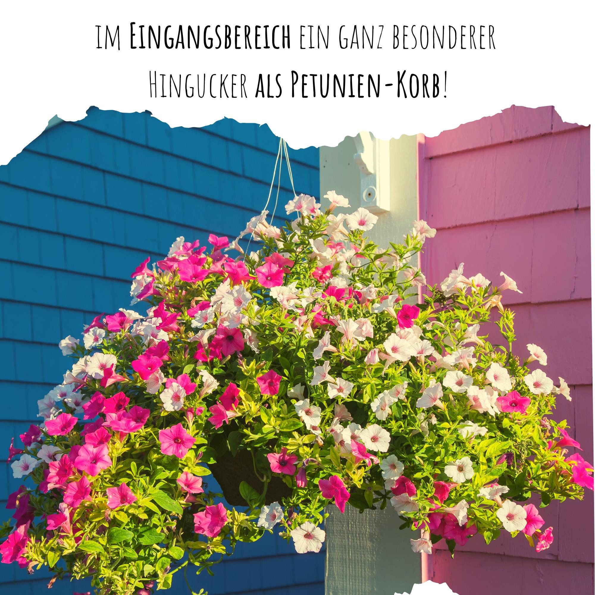 HappySeed Blumensamen Blumensamen Balkonkasten Mischung - Petunien Mix, Blumen