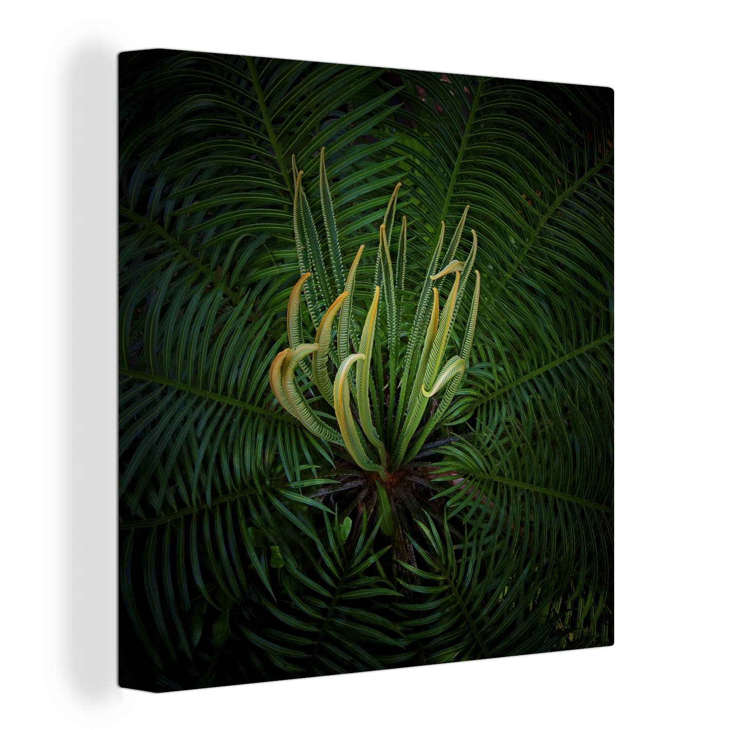 OneMillionCanvasses® Leinwandbild Eine blühende Cycad-Pflanze auf schwarzem Hintergrund, (1 St), Leinwand Bilder für Wohnzimmer Schlafzimmer