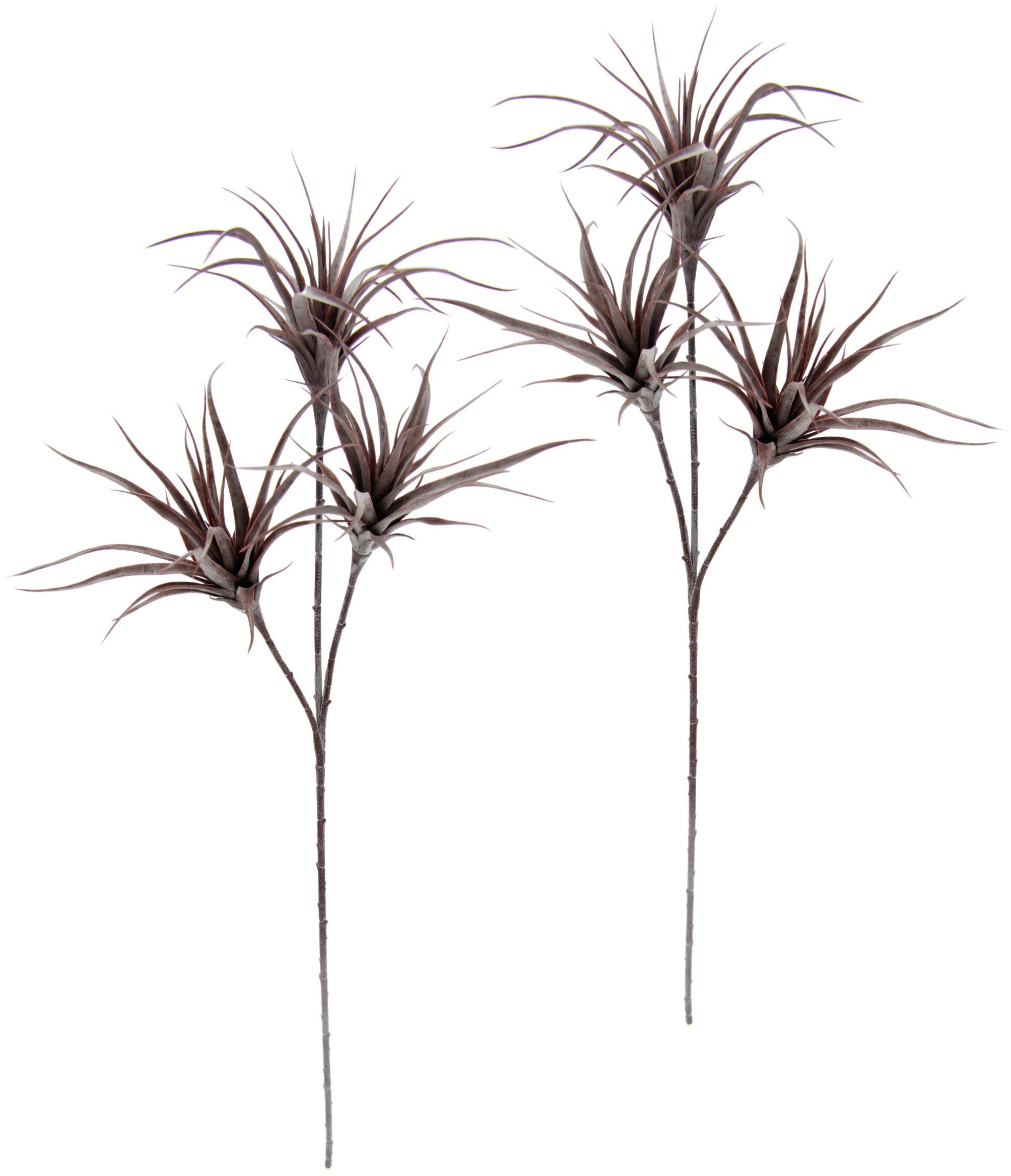 Kunstpflanze Tillandsia, I.GE.A., Höhe 63 cm, günstig online kaufen