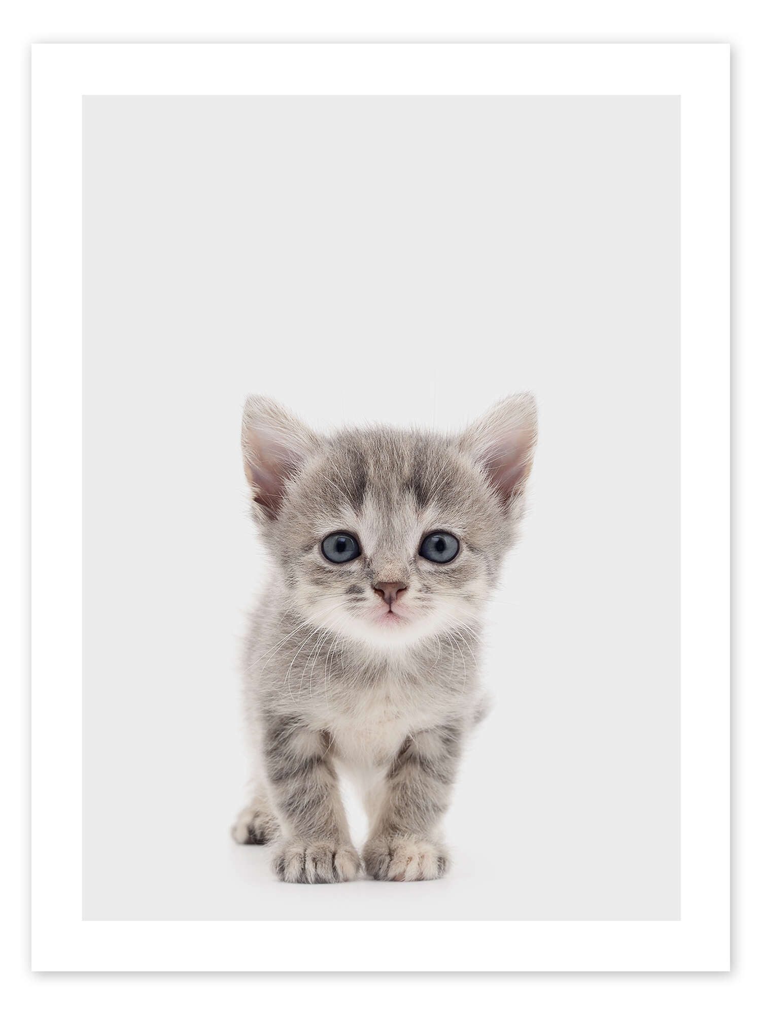 Posterlounge Wandbild Neugieriges Kätzchen, Animal Kids Collection, erhältlich als Poster, Leinwandbild, Wandsticker oder Acrylglasbild