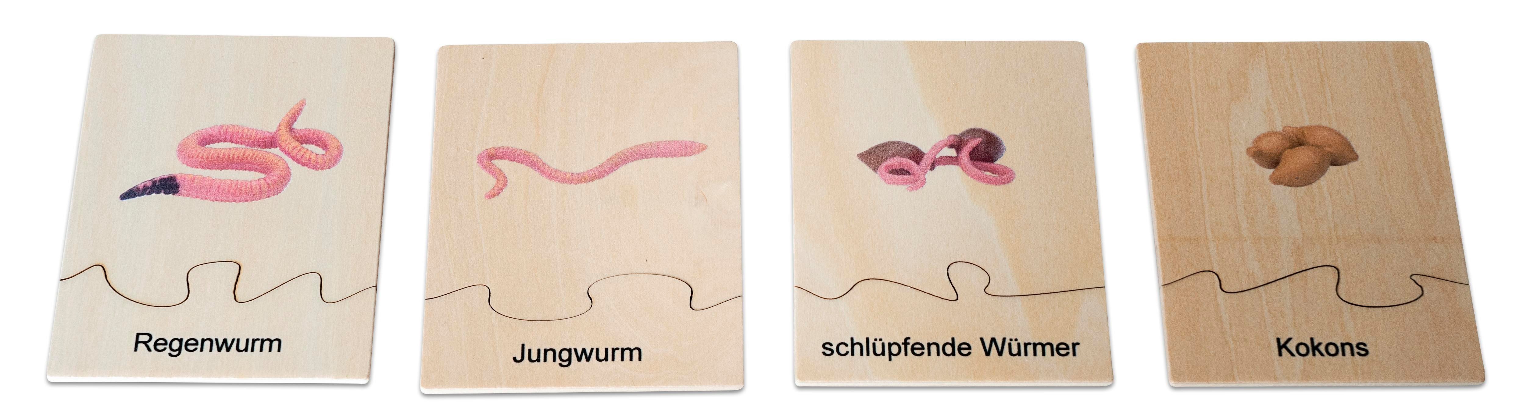 Betzold Lernspielzeug Lebenszyklus Regenwurm