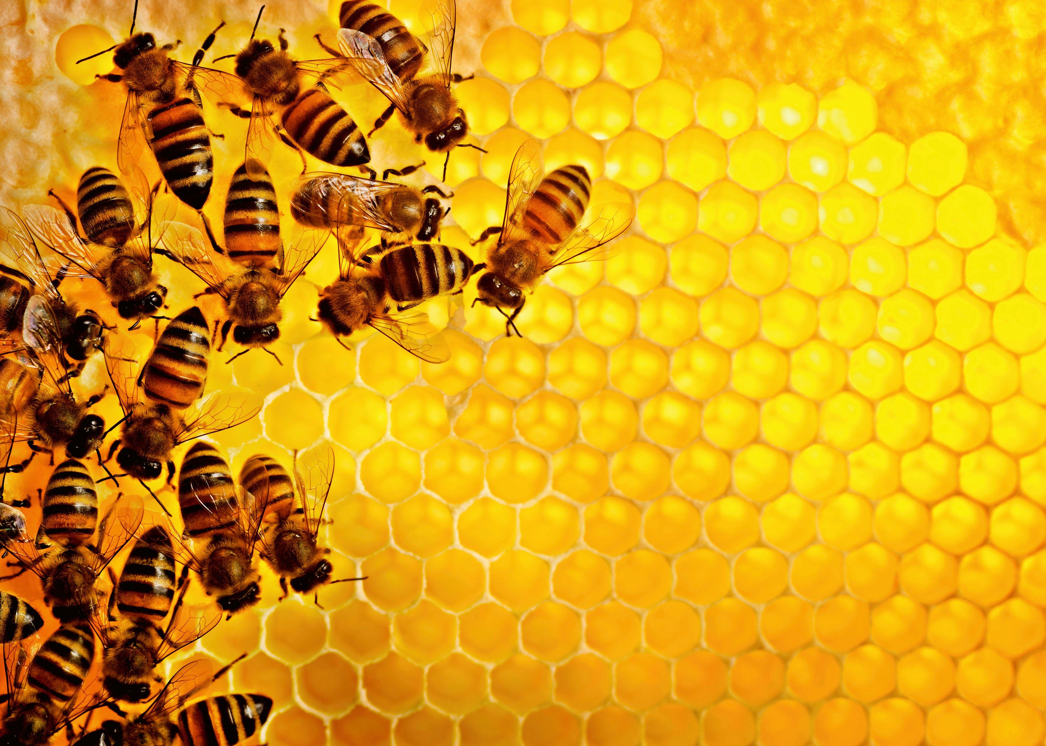 in Ravensburger Made Wald Bienen, - FSC® weltweit schützt 1000 Puzzleteile, Puzzle Germany; -