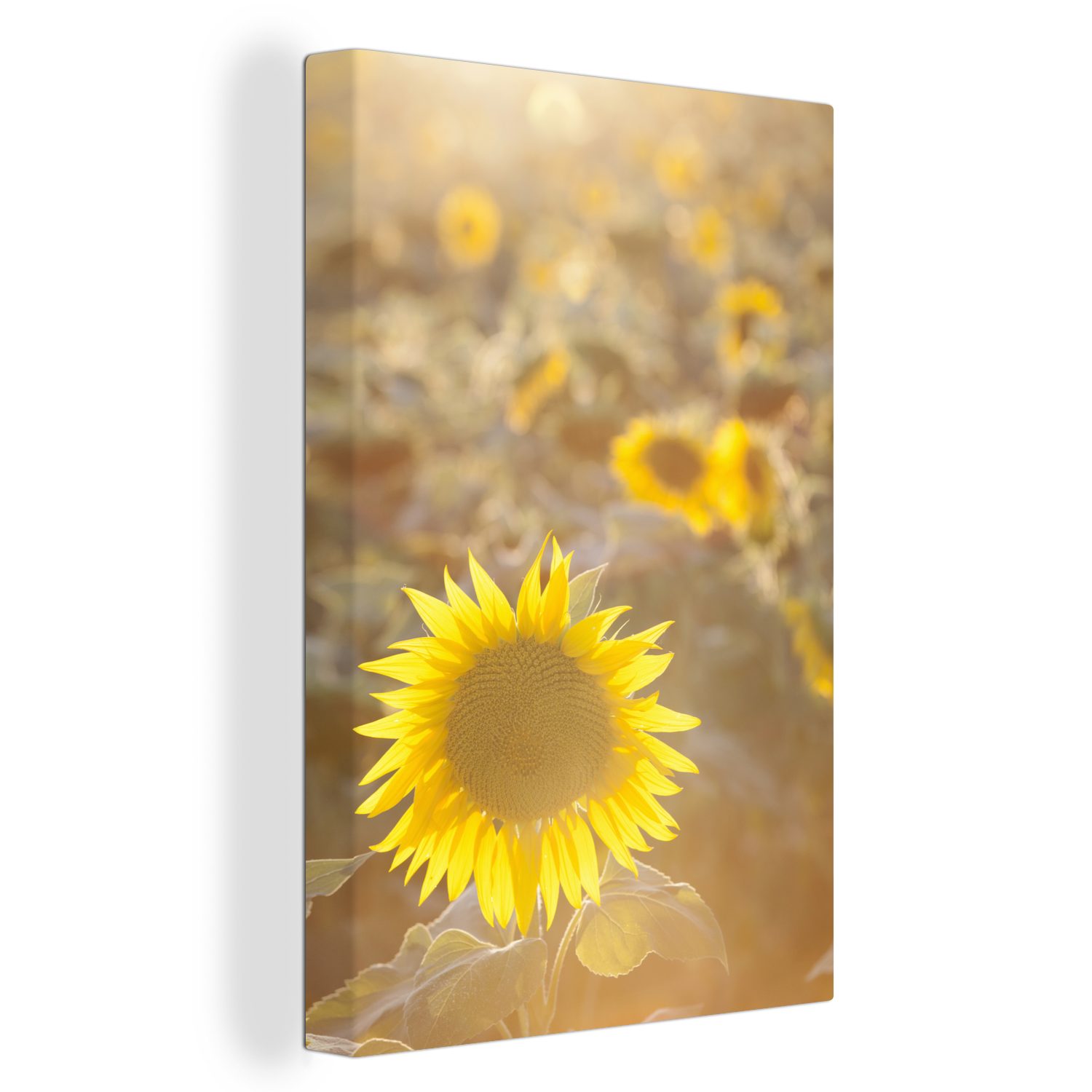 OneMillionCanvasses® Leinwandbild Nahaufnahme einer Sonnenblume mit einem hellen Sonnenstrahl, (1 St), Leinwandbild fertig bespannt inkl. Zackenaufhänger, Gemälde, 20x30 cm