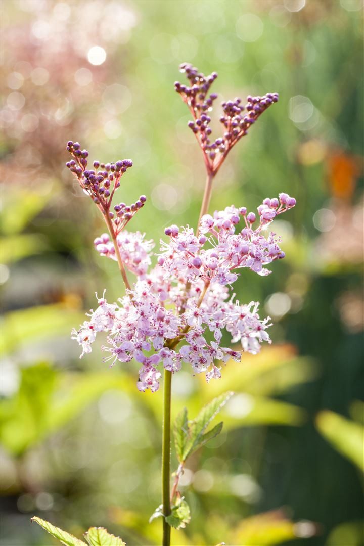 Pflanzen für Dich Staude Filipendula rubra 'Venusta', 1 St., Rote Spierstaude, Prächtige Wiesenraute