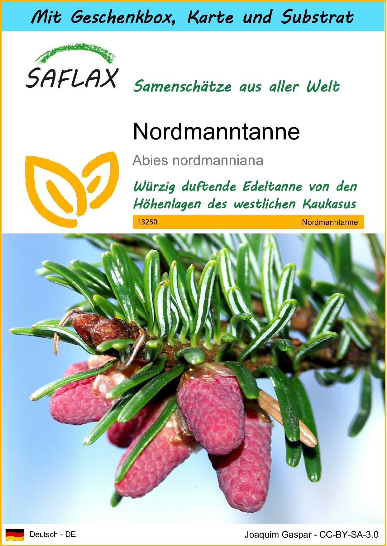 SAFLAX Blumensamen SAFLAX - Geschenkset - Nordmanntanne