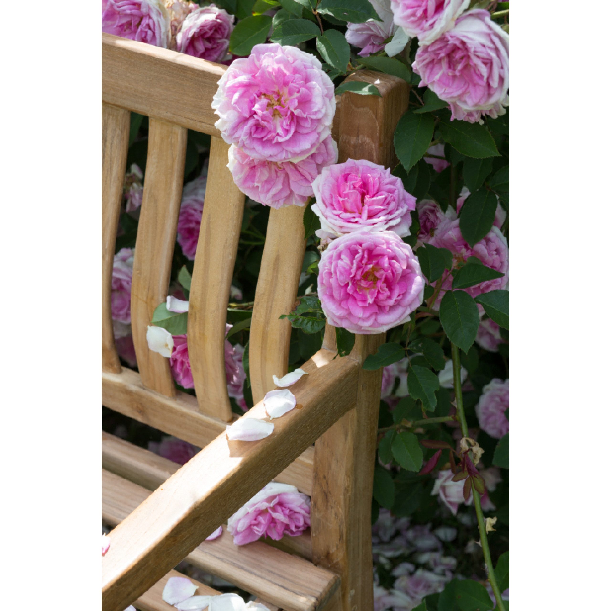 deVries Sitzbank deVries Landhausbank "MENDIP" aus Teakholz Premium Gartenbank 190 x