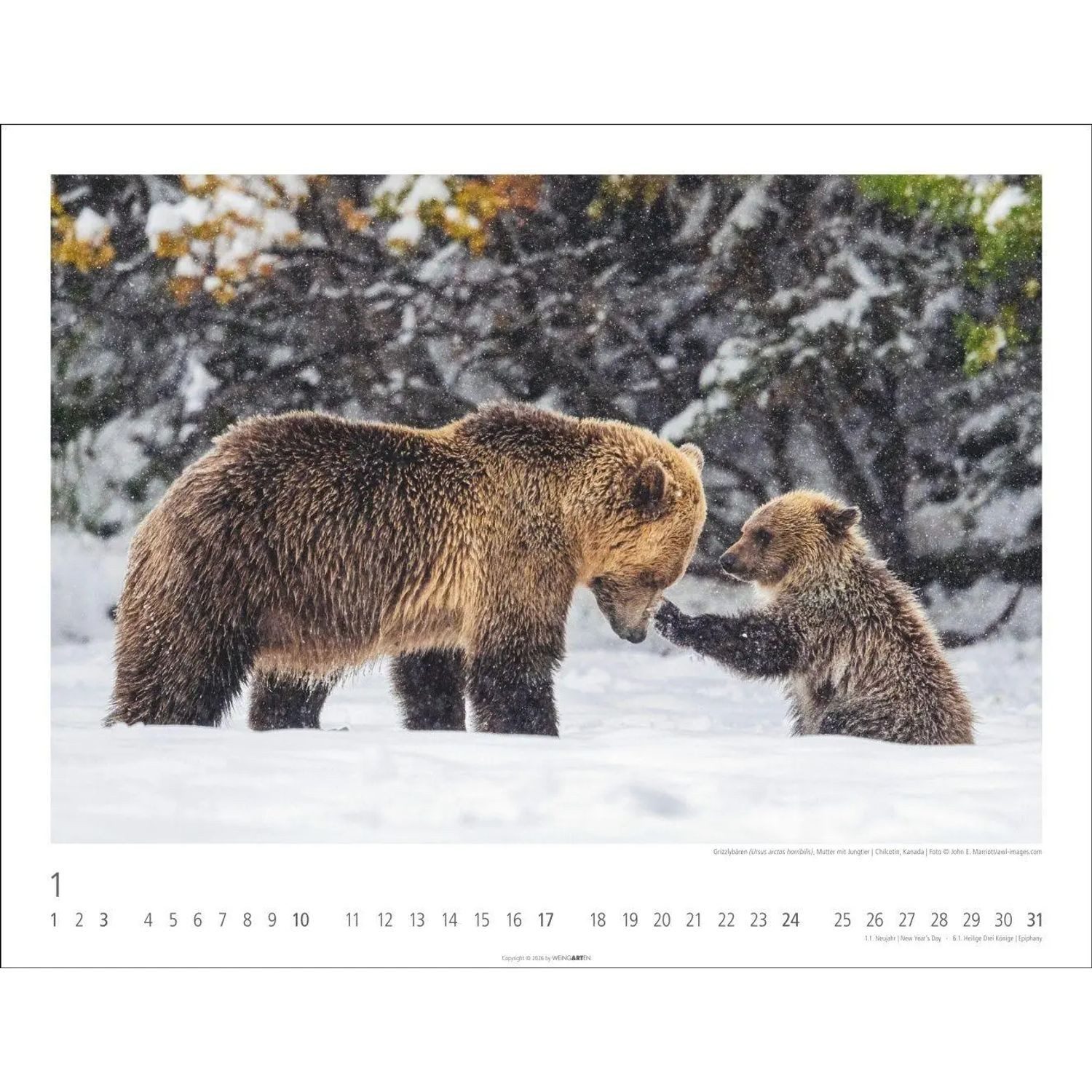Wandkalender Bären Kalender 2027