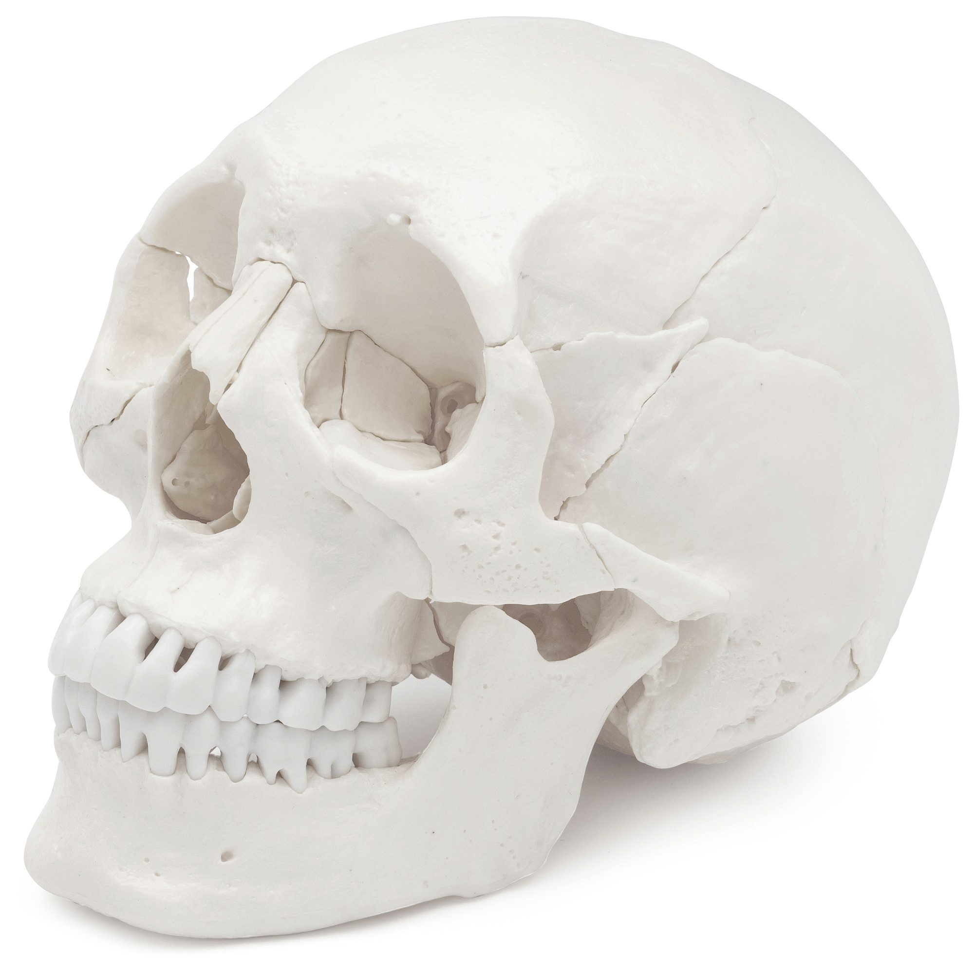 Cranstein Scientific Dekoobjekt Osteopathie Anatomie Schädel Modell lebensgroß 22 teilig weiß