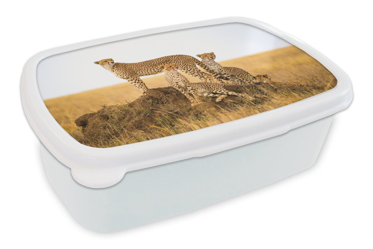 MuchoWow Lunchbox Gepard - Gras - Natur - Savanne, Kunststoff, (2-tlg), Brotbox für Kinder und Erwachsene, Brotdose, für Jungs und Mädchen weiß