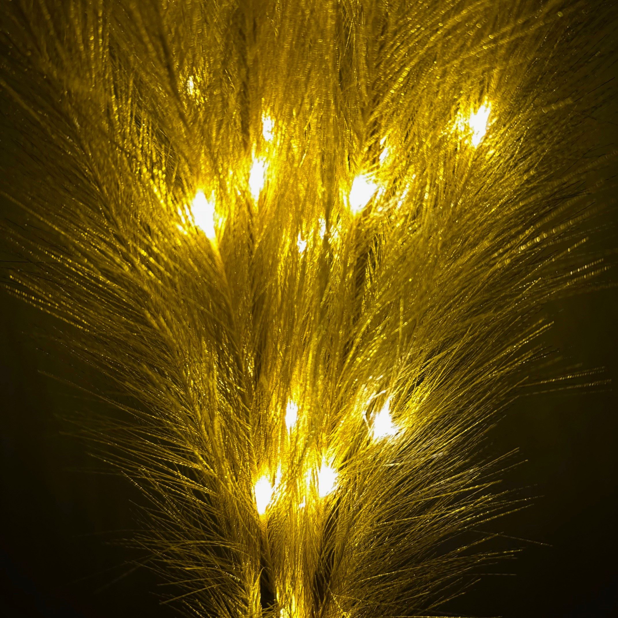 Kunstpflanze künstliches Pampasgras mit LED-Beleuchtung, Timer - 80 bis 115 cm groß - Kunstgräser, Online-Fuchs, Dekoration für Frühling, Sommer, Herbst & Winter