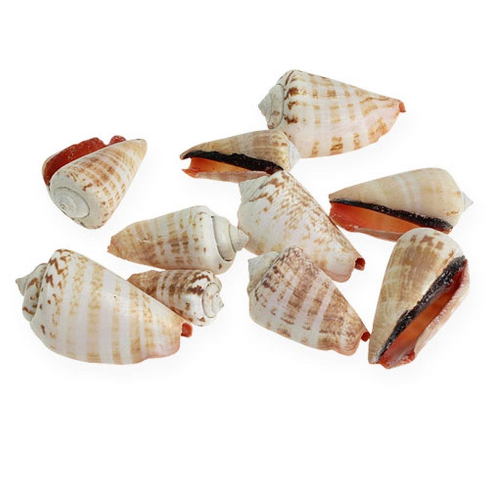 Viana Bastelnaturmaterial Muscheln Strombus Luhuanus Deko Sommer 1kg