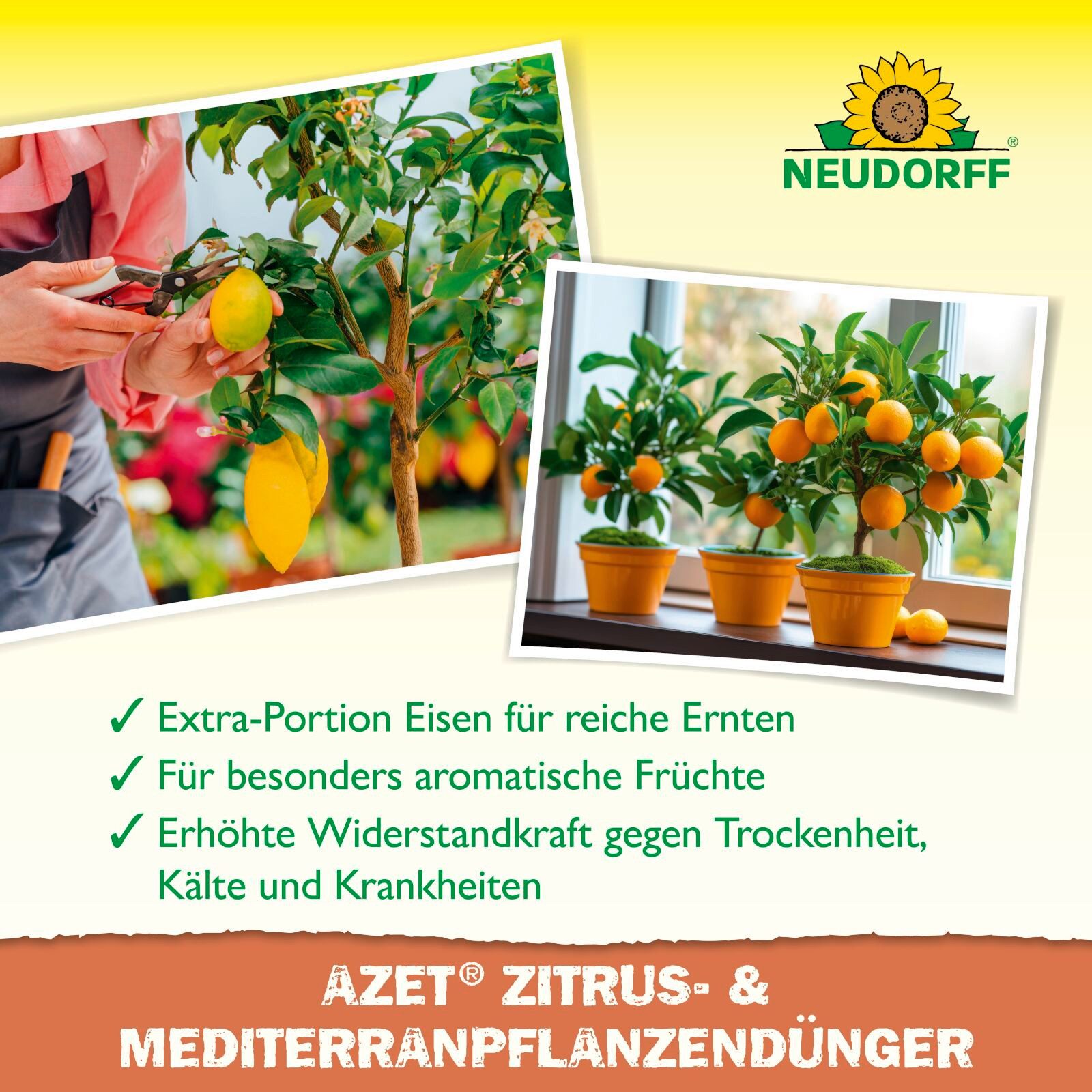 Neudorff Pflanzendünger BioTrissol Zitrus- & MediterranpflanzenDünger 250 ml – Bild 4 von 5