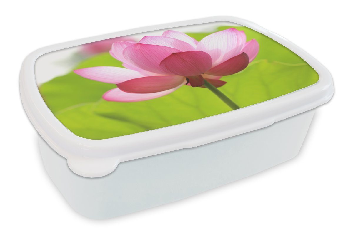 MuchoWow Lunchbox Blumen - Blätter - Rosa, Kunststoff, (2-tlg), Brotbox für Kinder und Erwachsene, Brotdose, für Jungs und Mädchen weiß